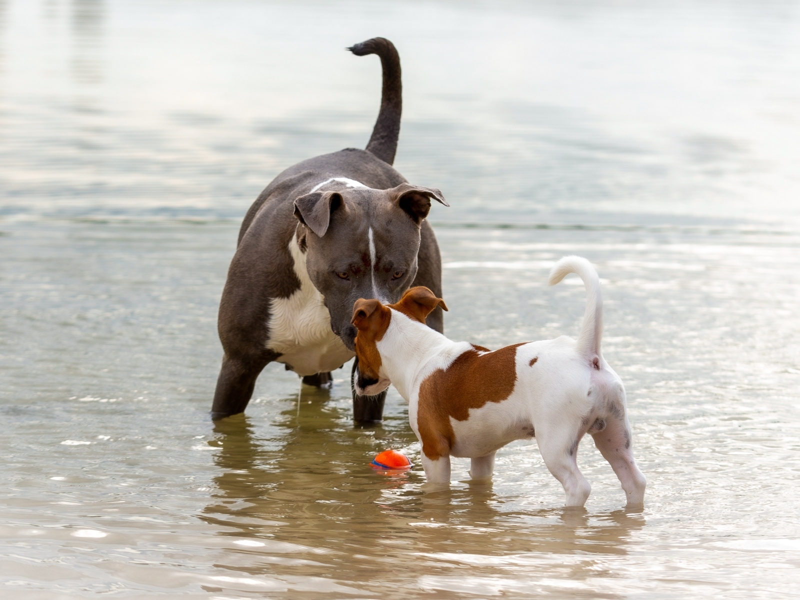 Две породистые собаки знакомятся в воде
