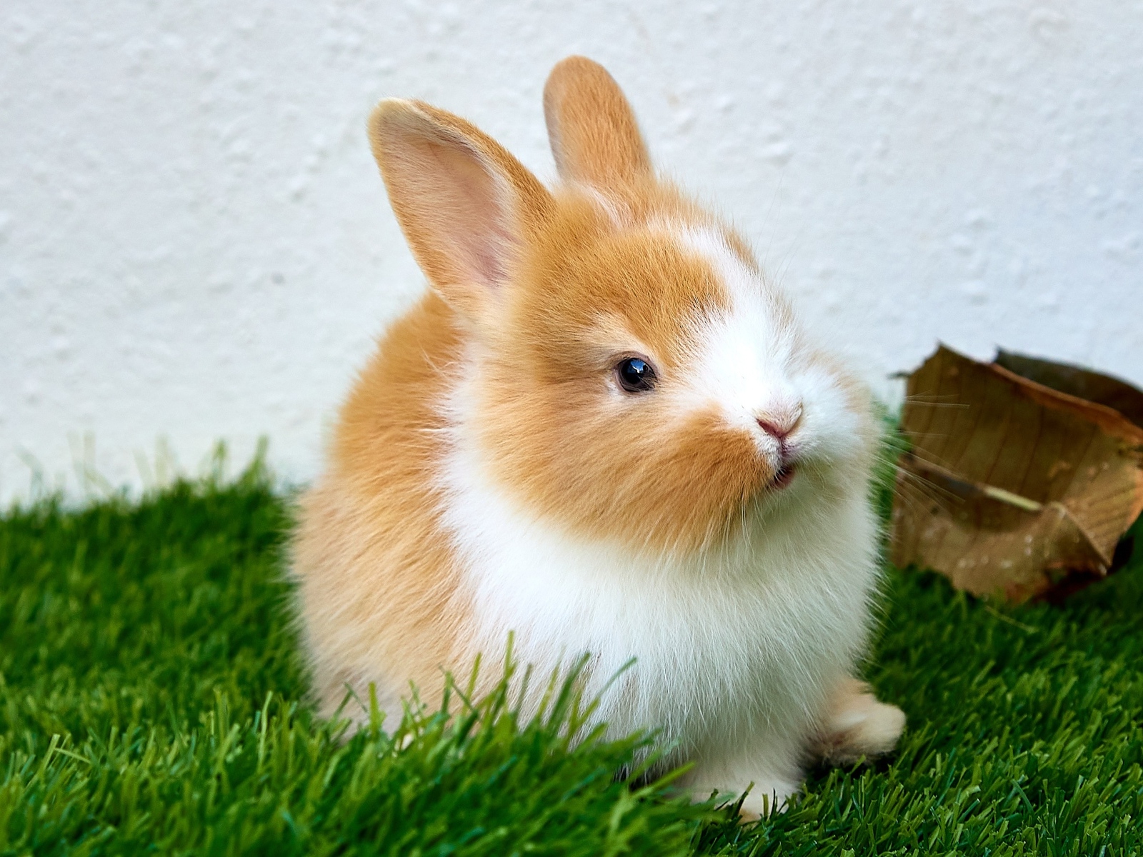 Маленький милый декоративный кролик на зеленой траве