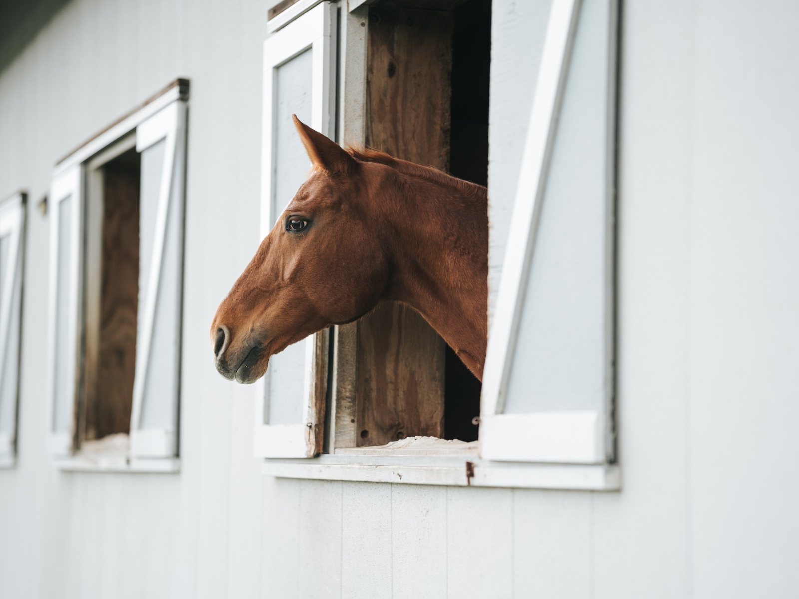 Большая коричневая лошадь в стойле