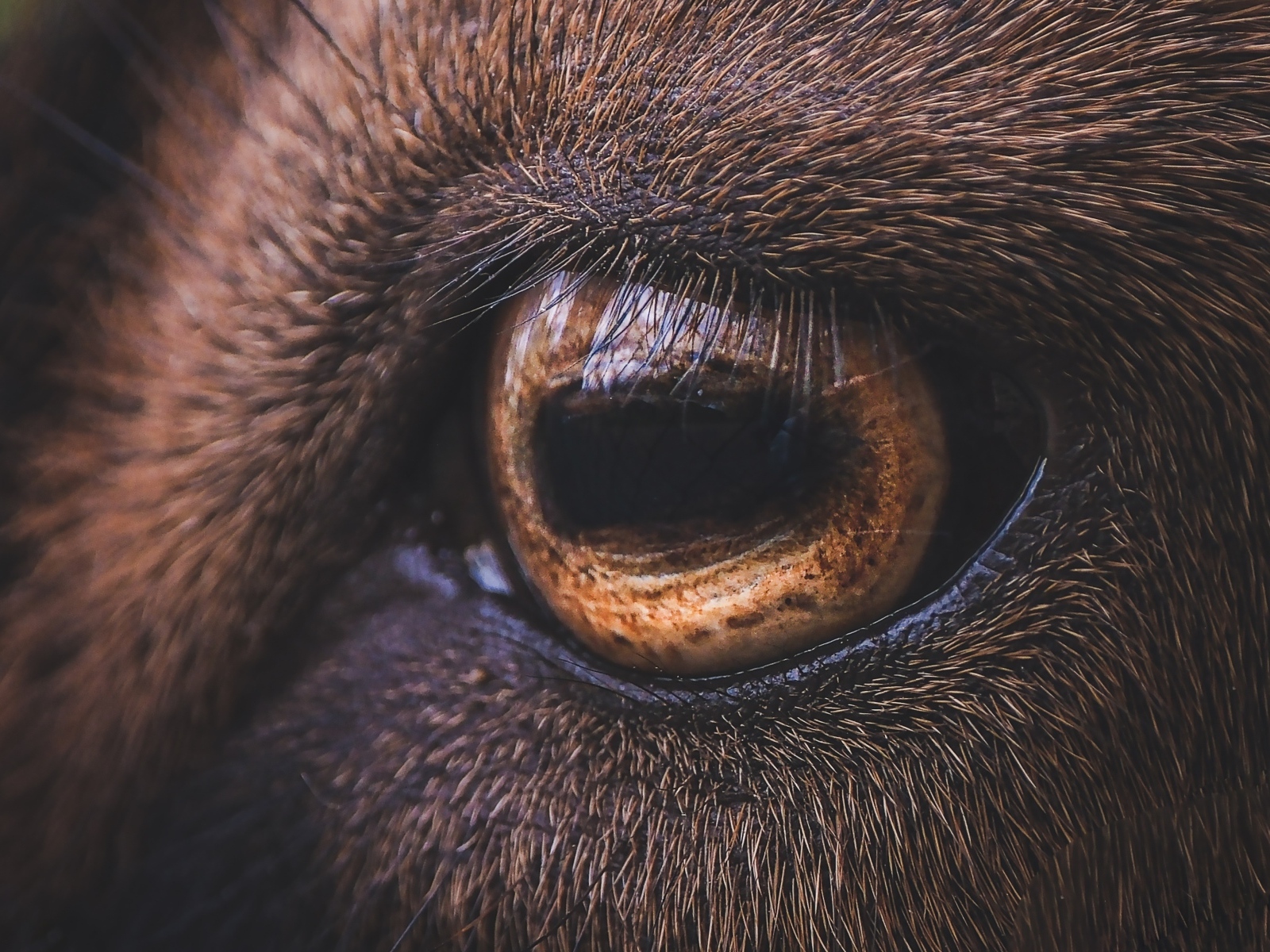 Коричневый глаз лошади крупным планом