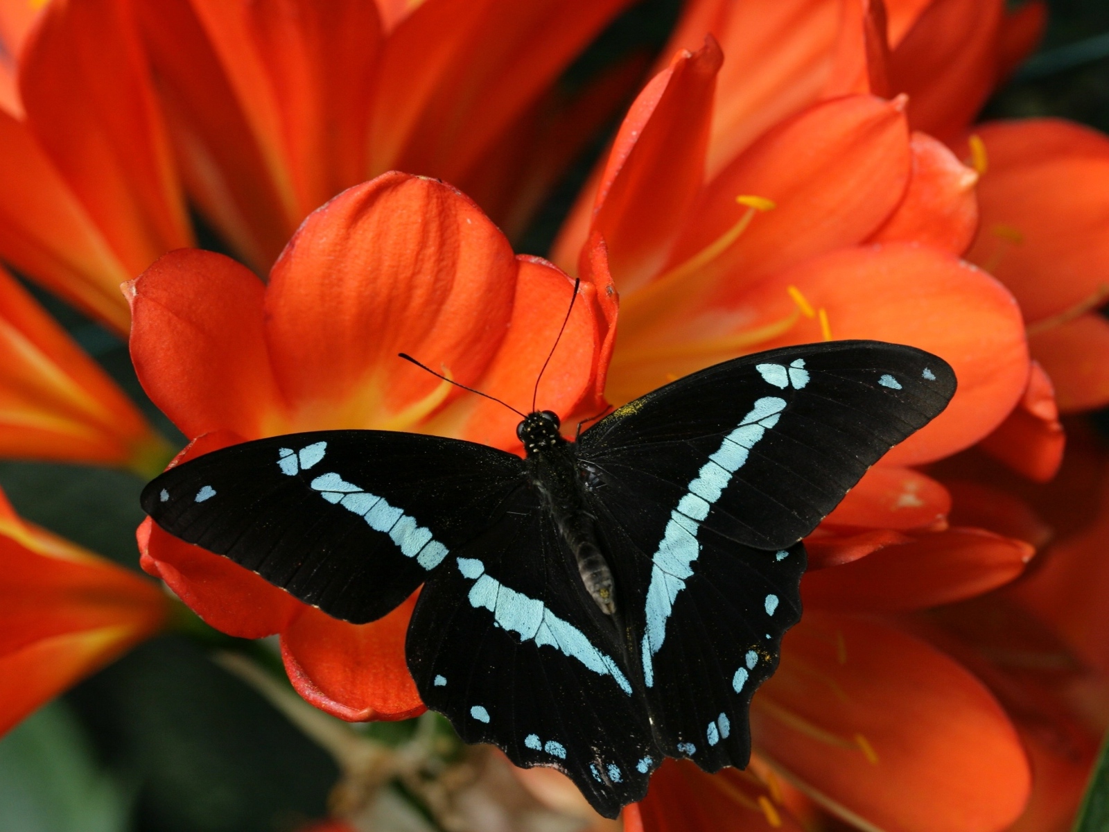 Красивая черная бабочка сидит на красном листе