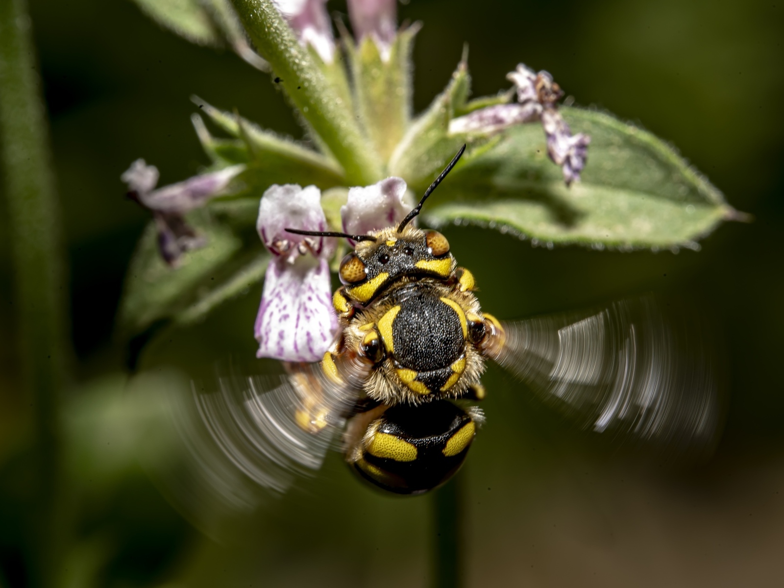 Пчела собирает пыльцу с розового цветка