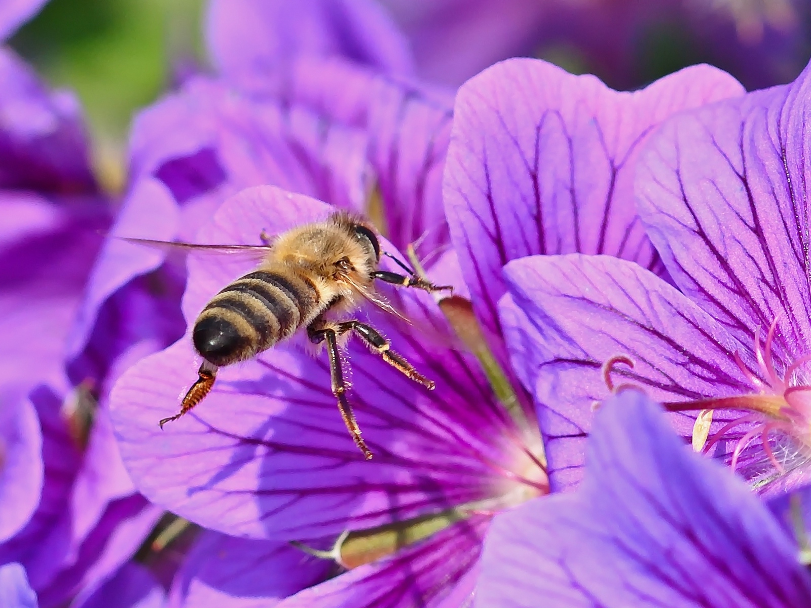 Пчела сидит на красивом сиреневом цветке