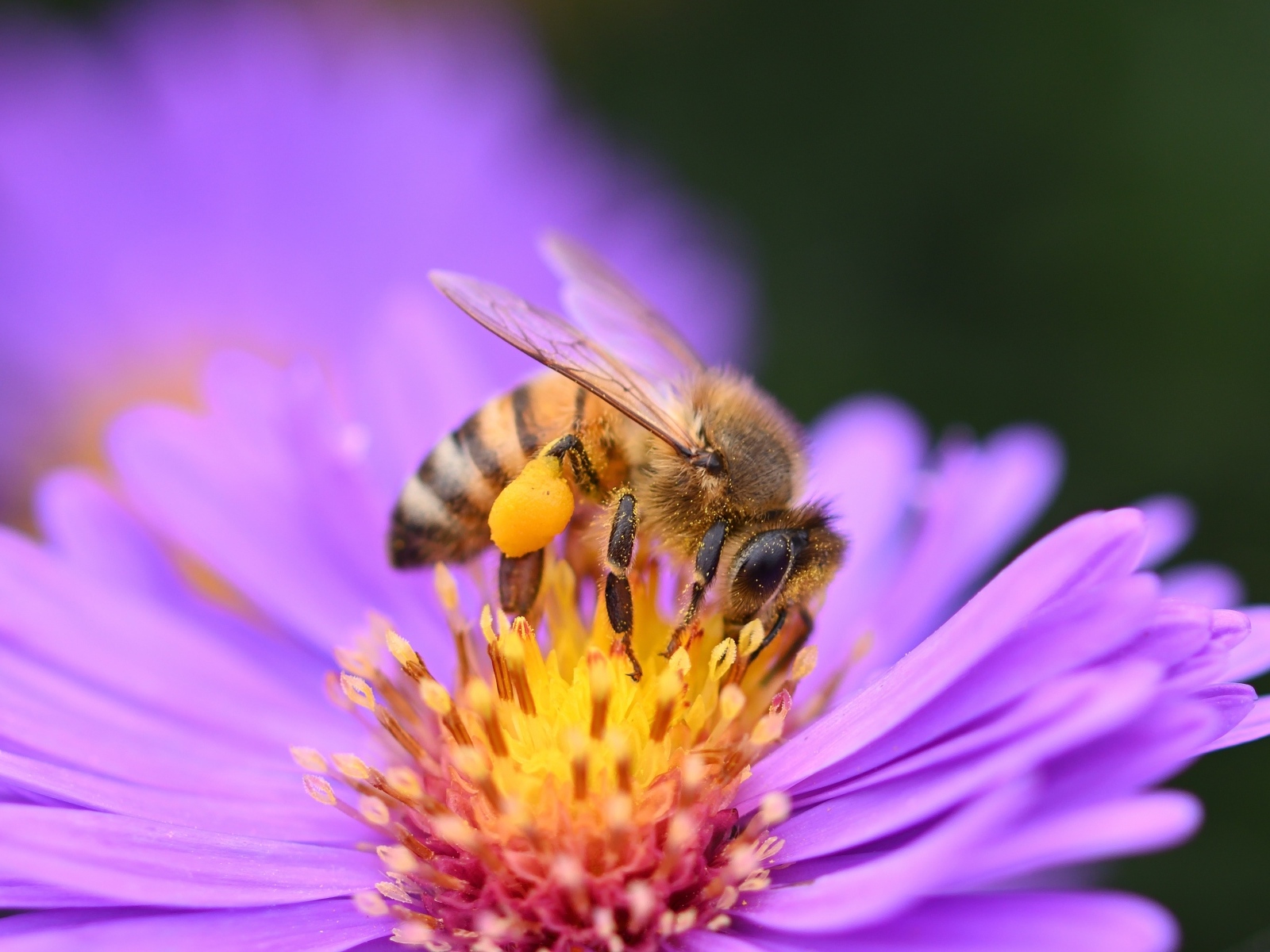 Пчела сидит на розовом цветке сентябринки