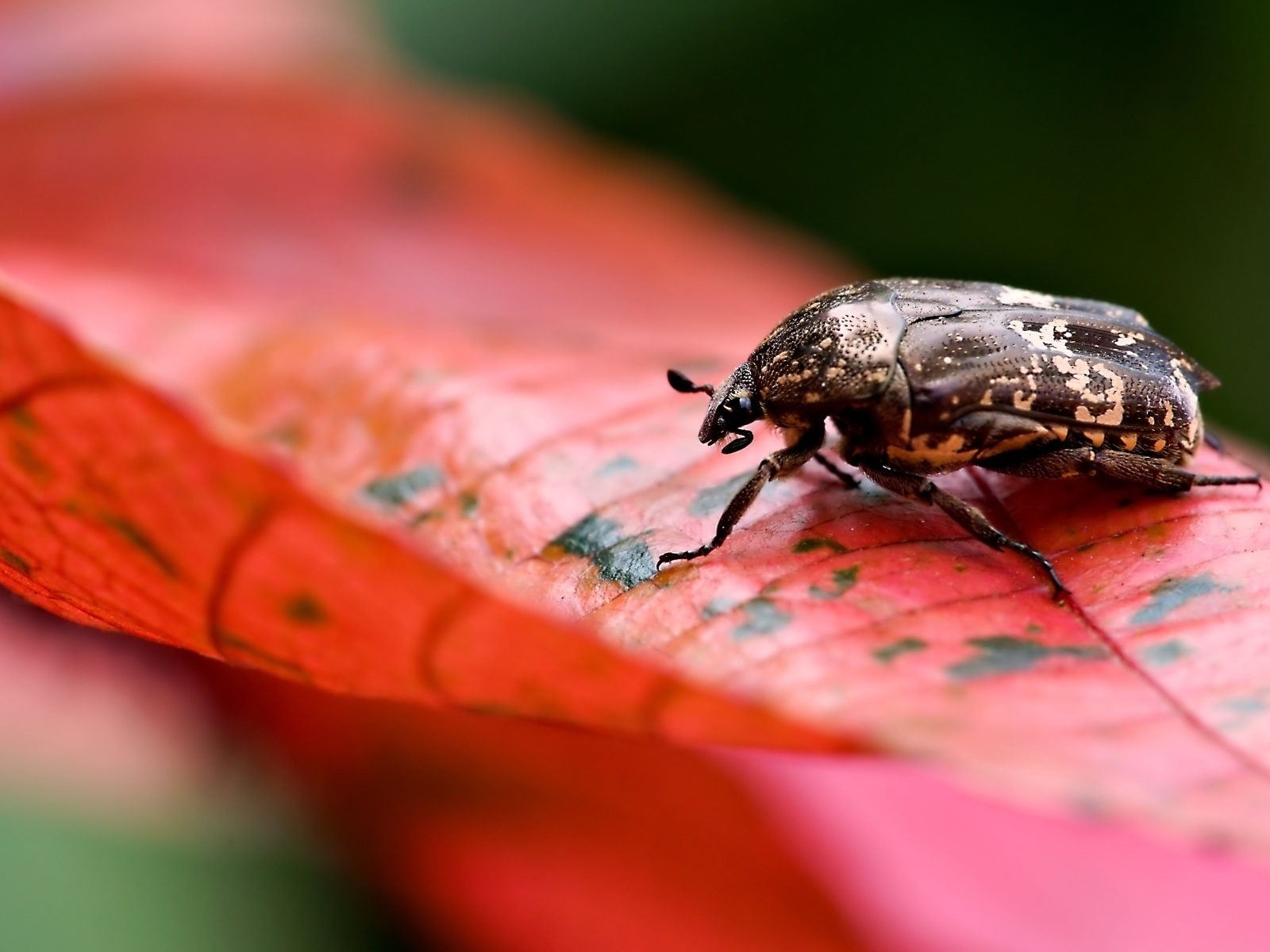 Жук сидит на красном листке