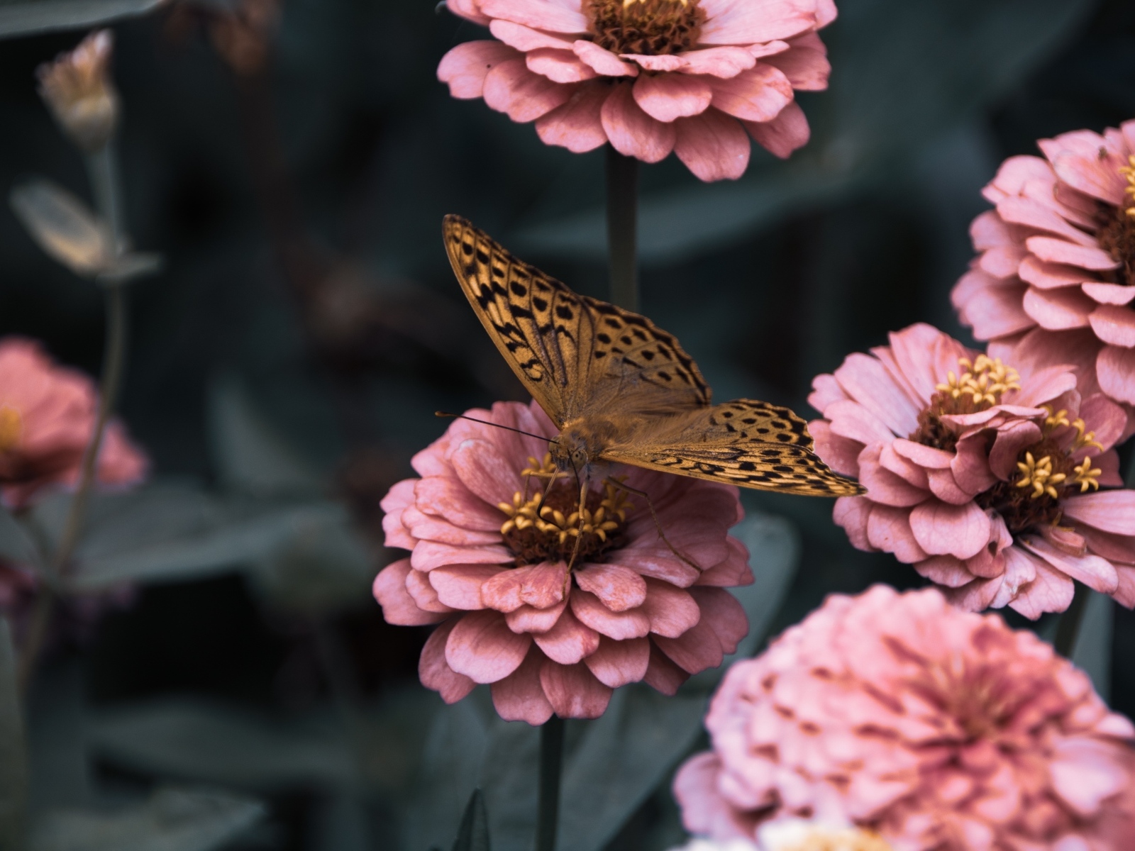 Коричневая бабочка сидит на розовом цветке циннии