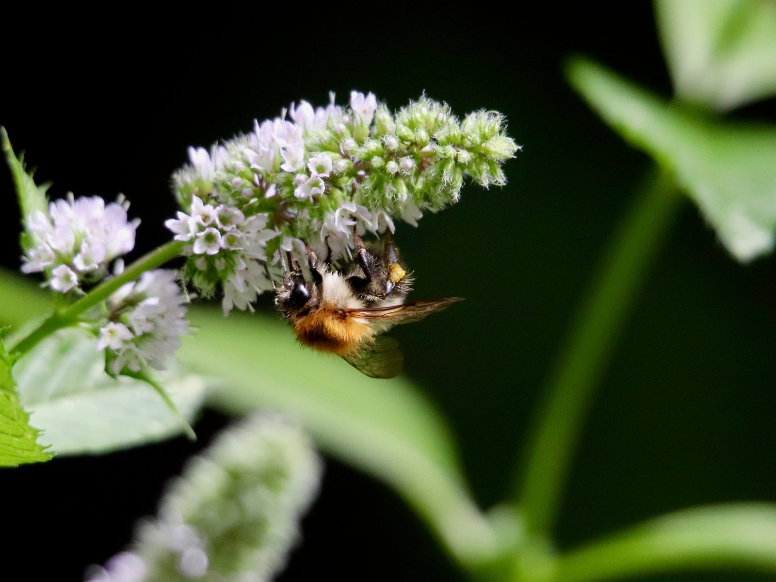 Шмель сидит на цветке мяты