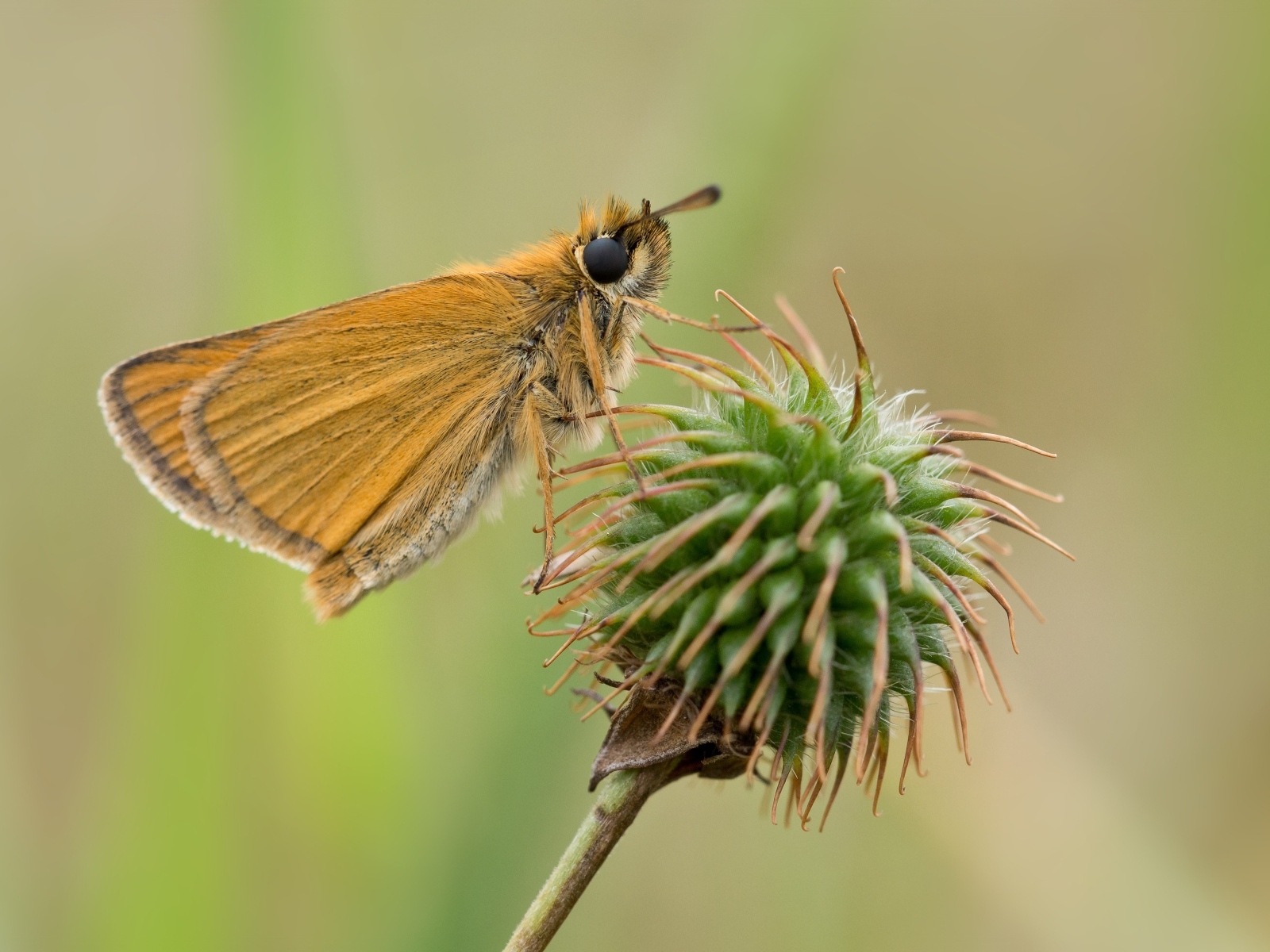 Бабочка сидит на колючем растении