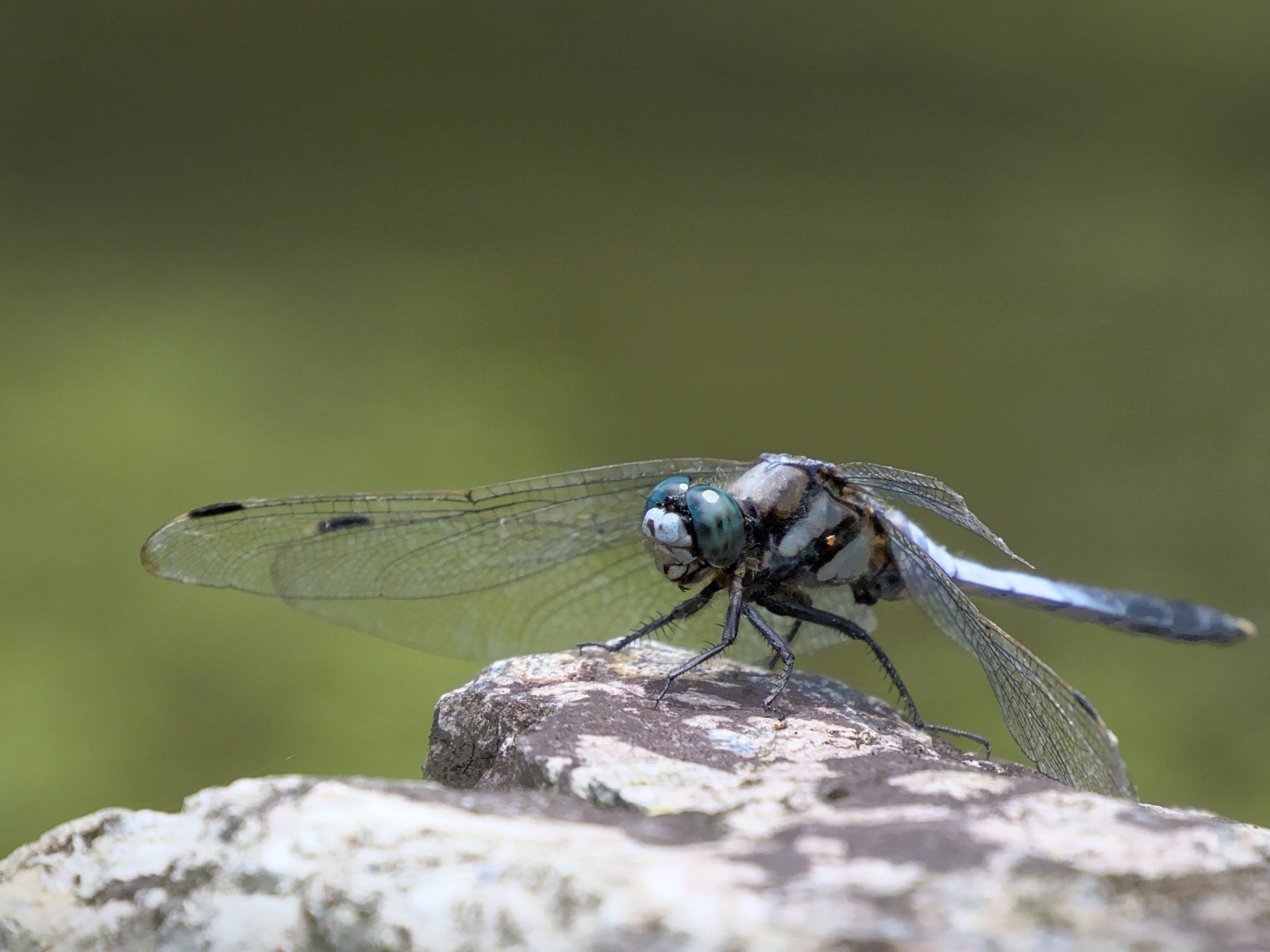 Стрекоза с голубыми крыльями сидит на камне