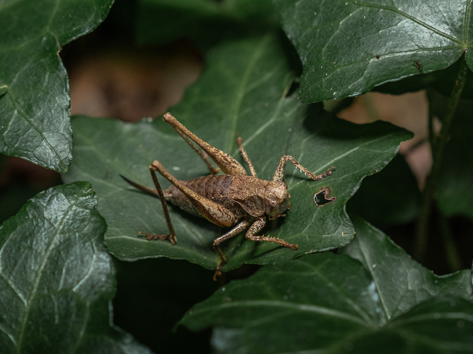 Большой кузнечик сидит на зеленом листке