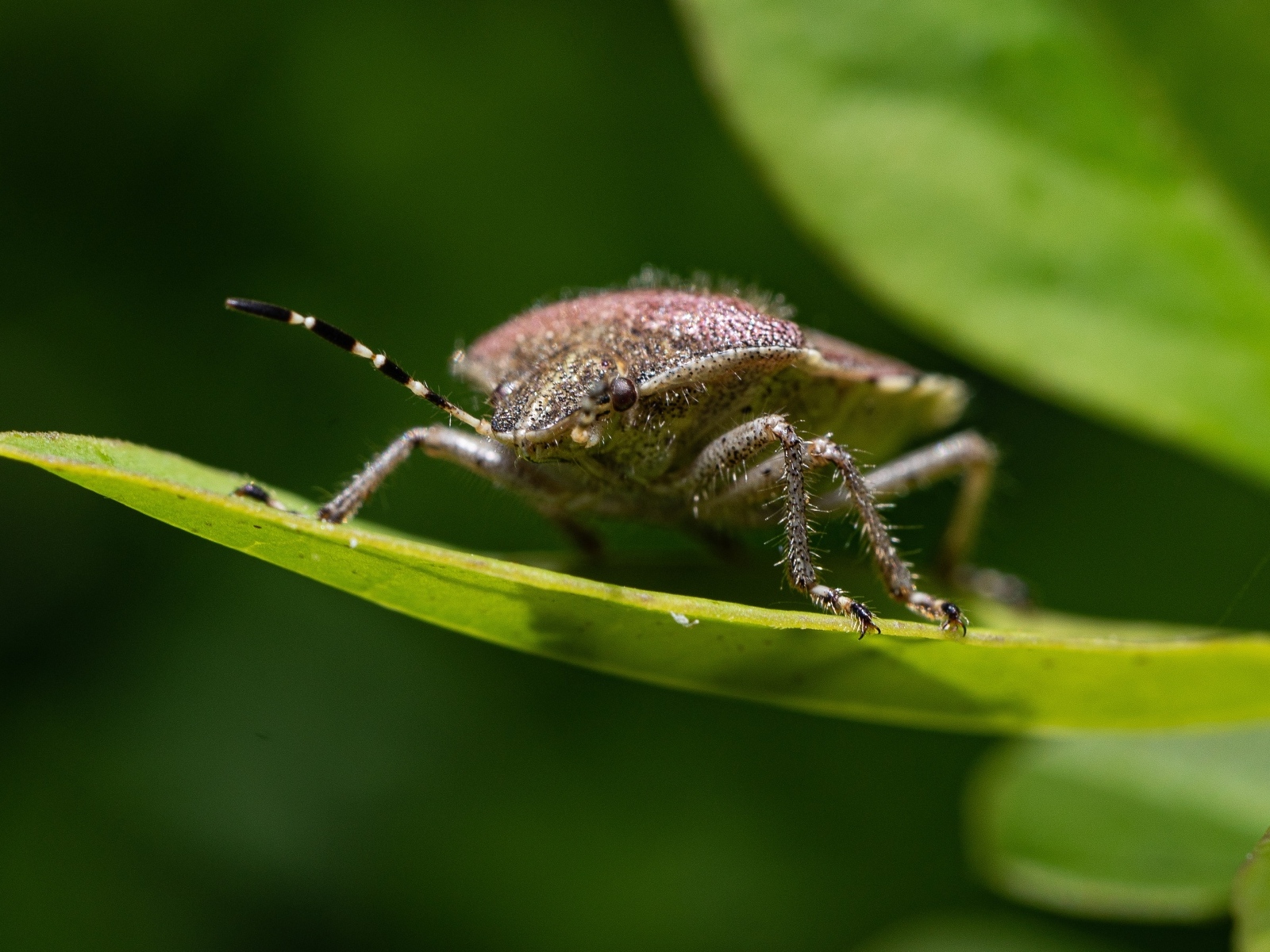 Большой серый жук сидит на зеленом листе