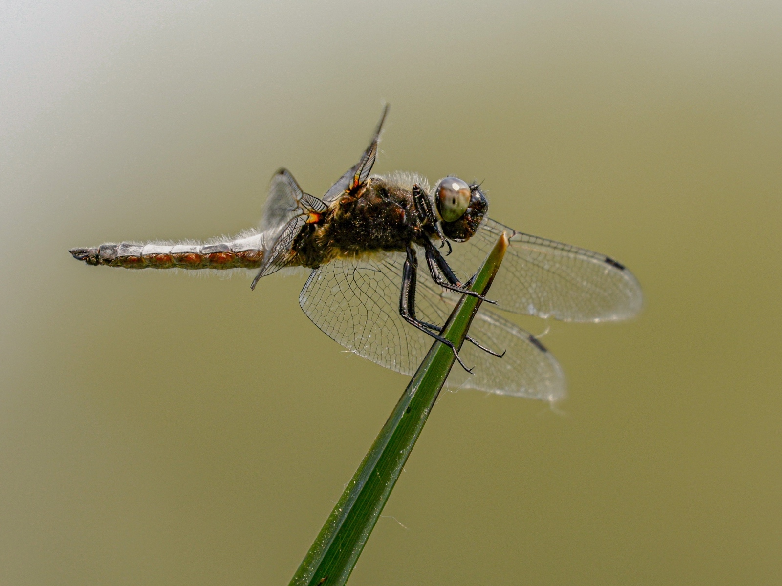 Красивая большая стрекоза сидит на зеленой траве