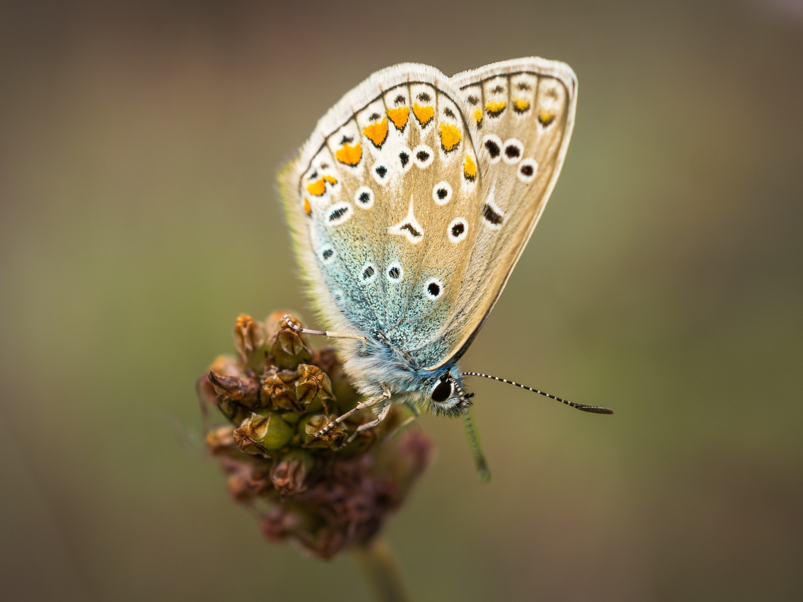Красивая маленькая бабочка сидит на цветке