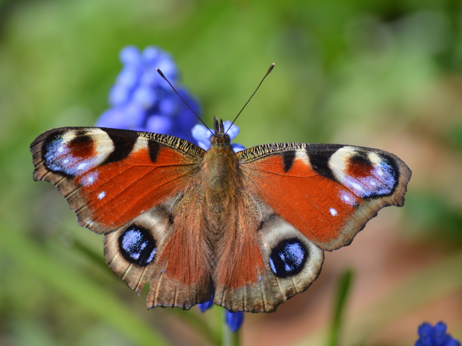 Красивая бабочка павлиний глаз сидит на цветке