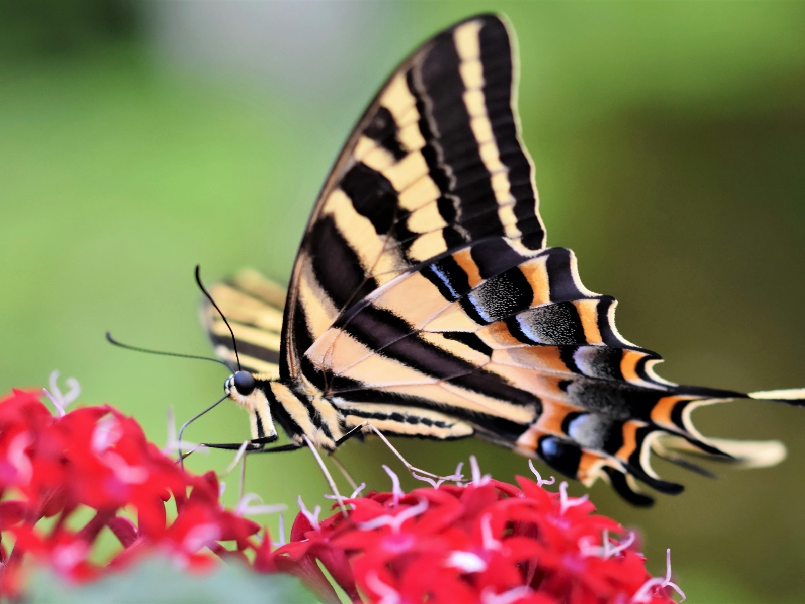 Красивая бабочка подалирий сидит на красном цветке
