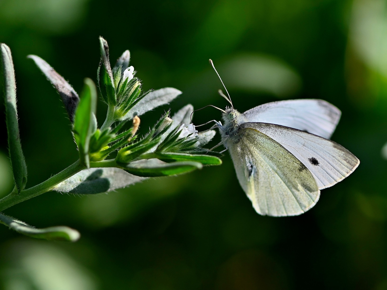 Красивая белая бабочка сидит на цветке