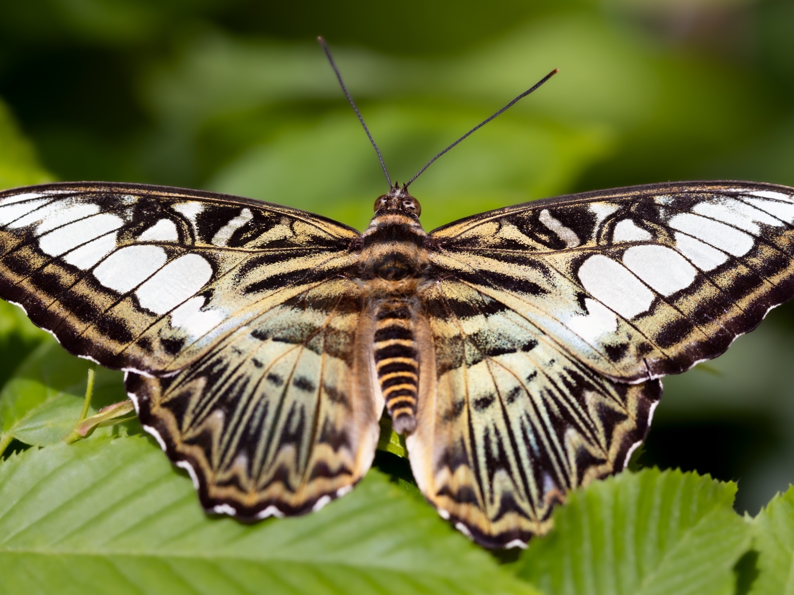 Большая красивая черно-белая  бабочка 