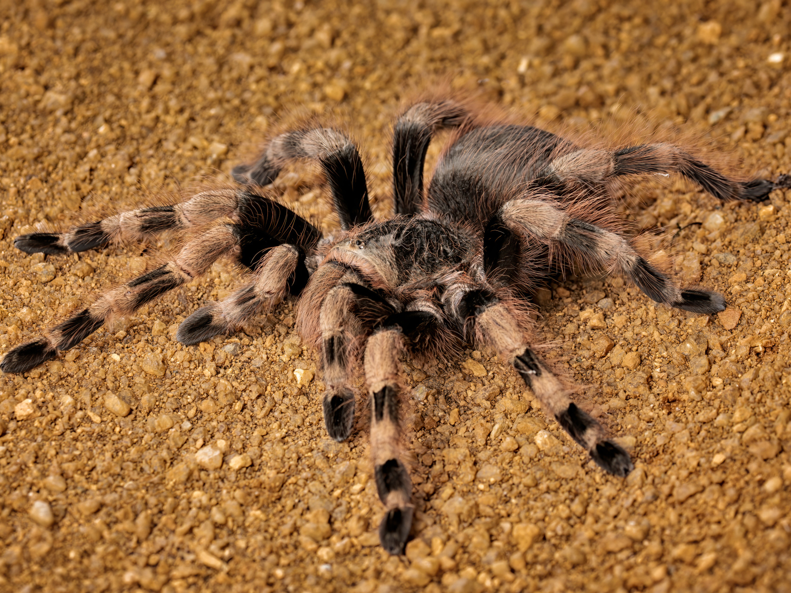 Большой тарантул на земле крупным планом