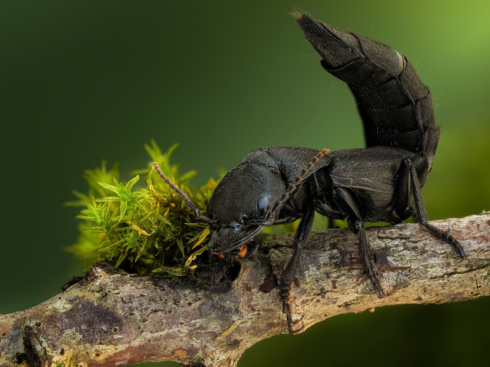 Черный дьявольский каретный жук на ветке