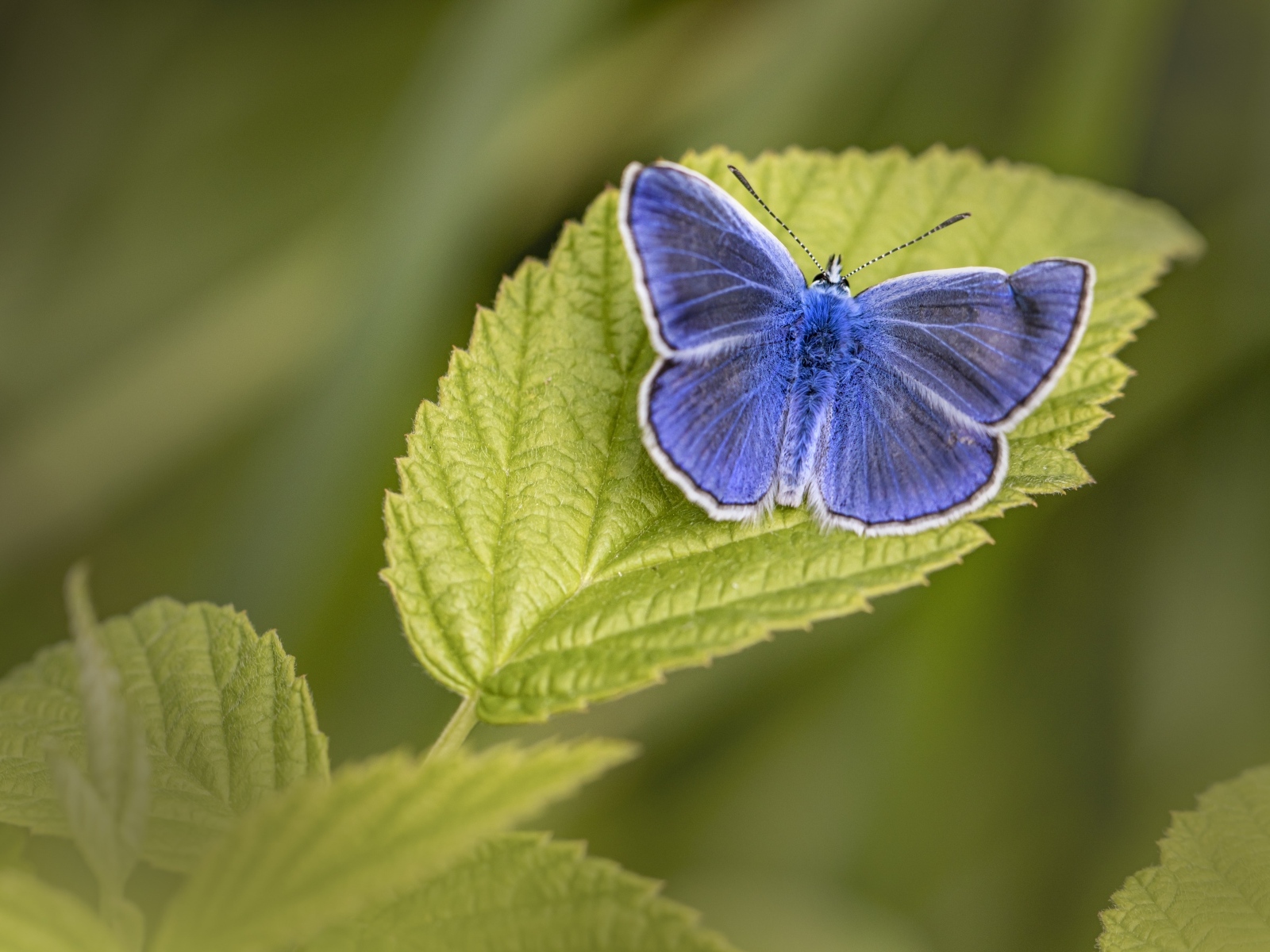Голубая бабочка сидит на зеленом листе