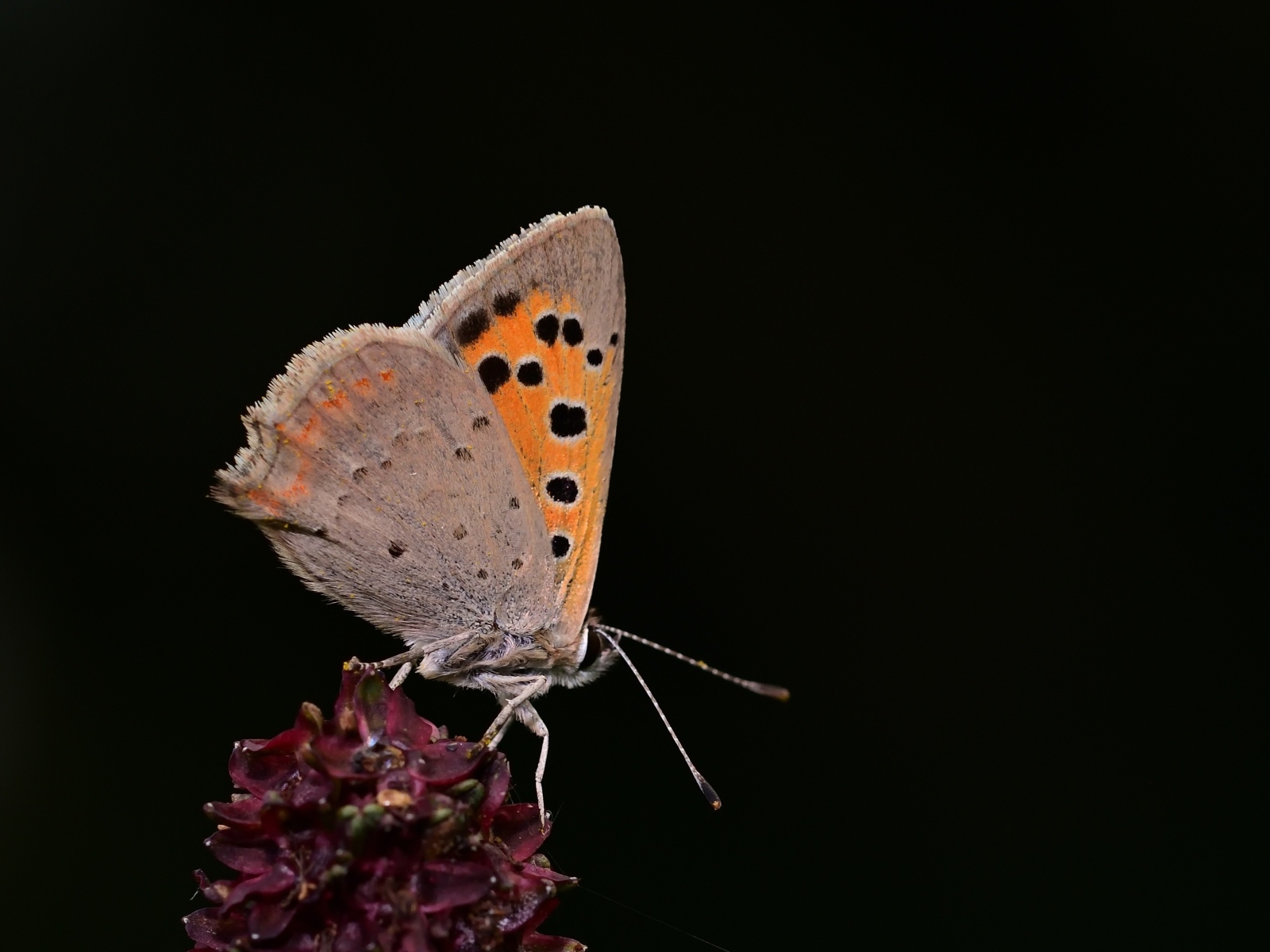 Коричневая бабочка на цветке на черном фоне