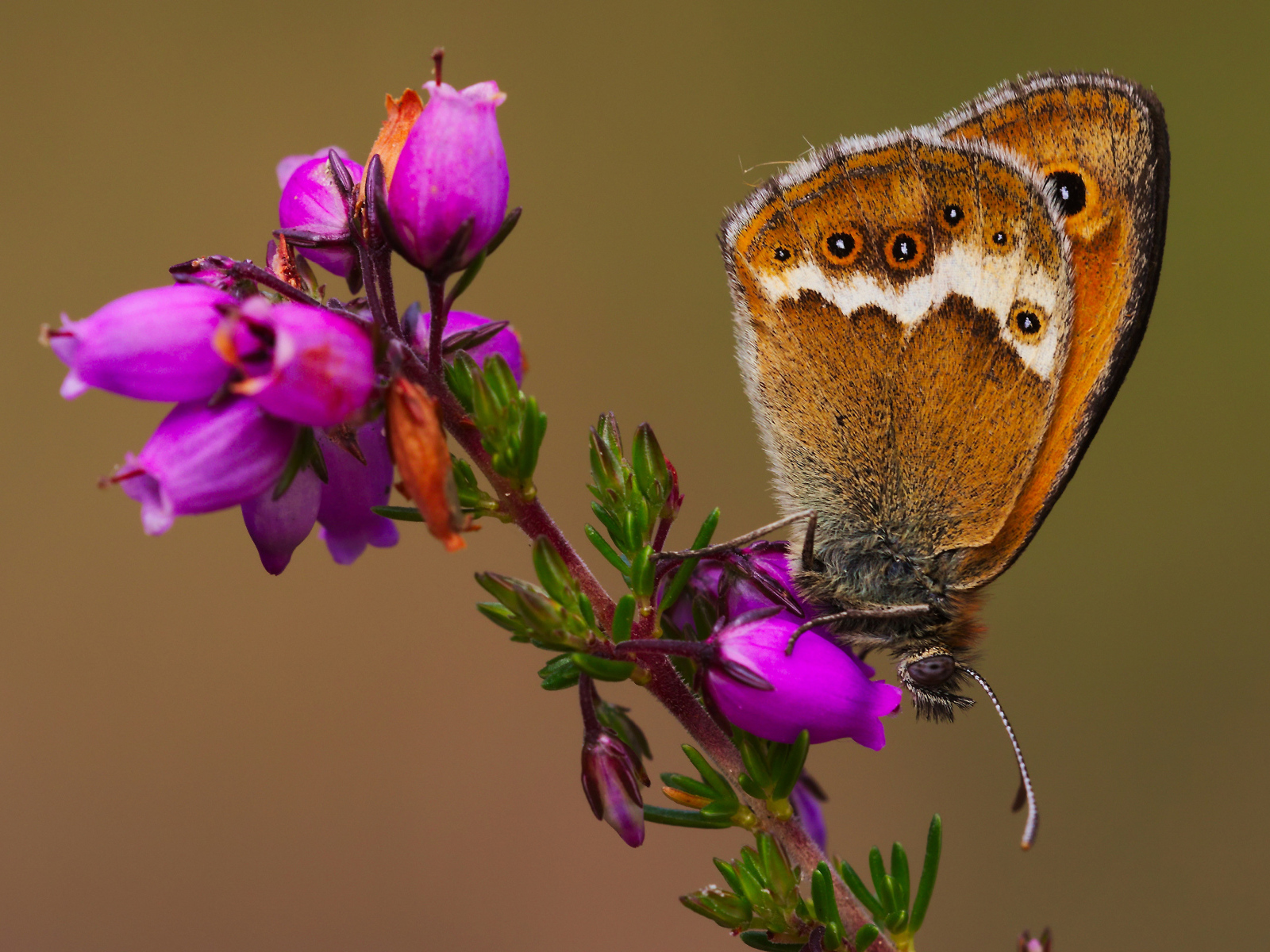 Коричневая бабочка на розовом цветке вблизи