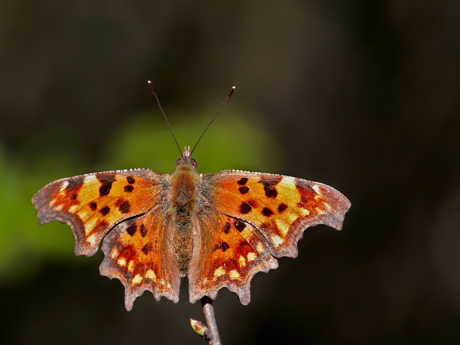 Коричневая бабочка сидит на ветке 