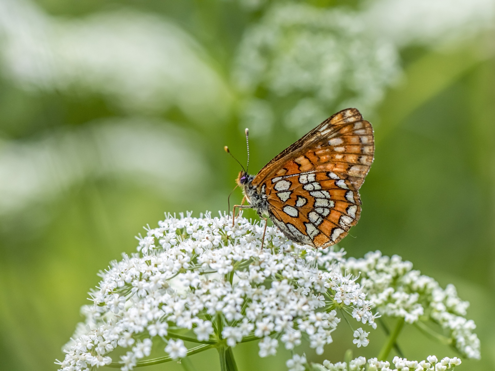 Коричневая бабочка сидит на белом цветке