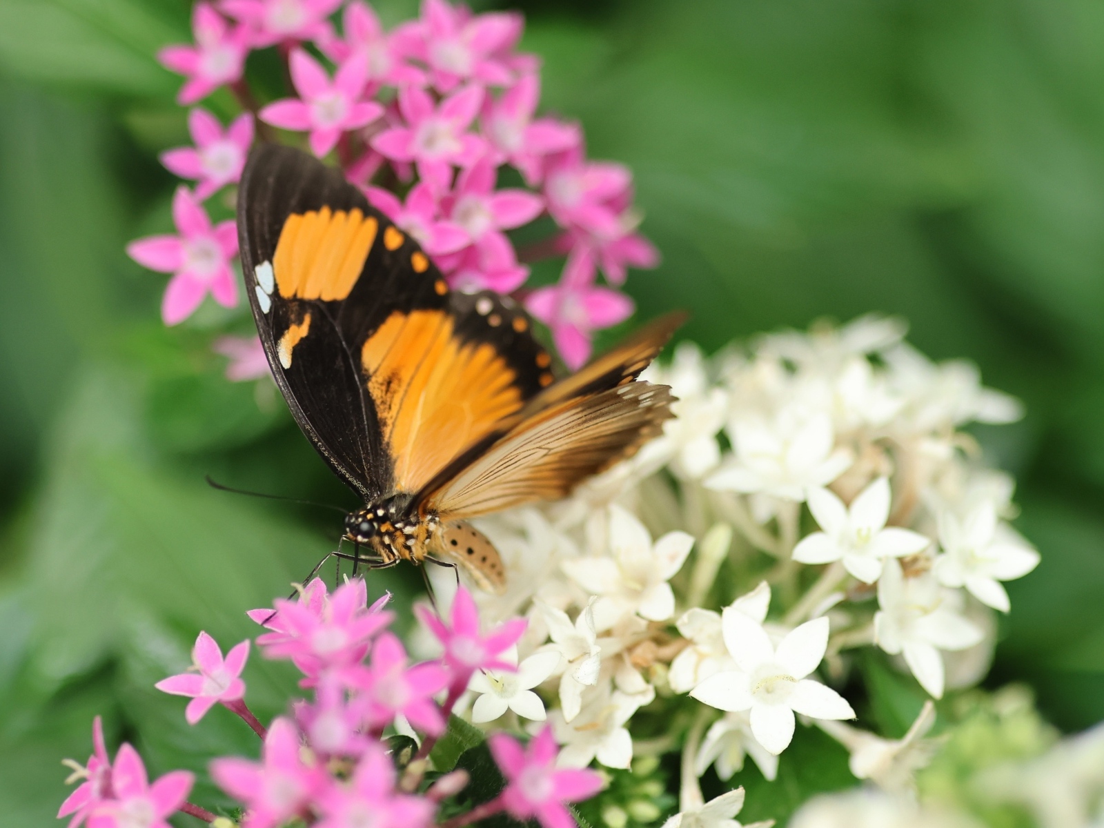 Коричневая бабочка с розовыми и белыми цветами