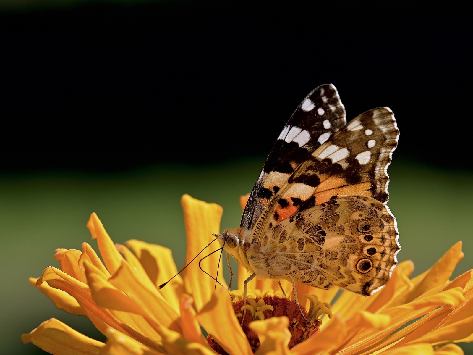Бабочка крупным планом на цветке циннии