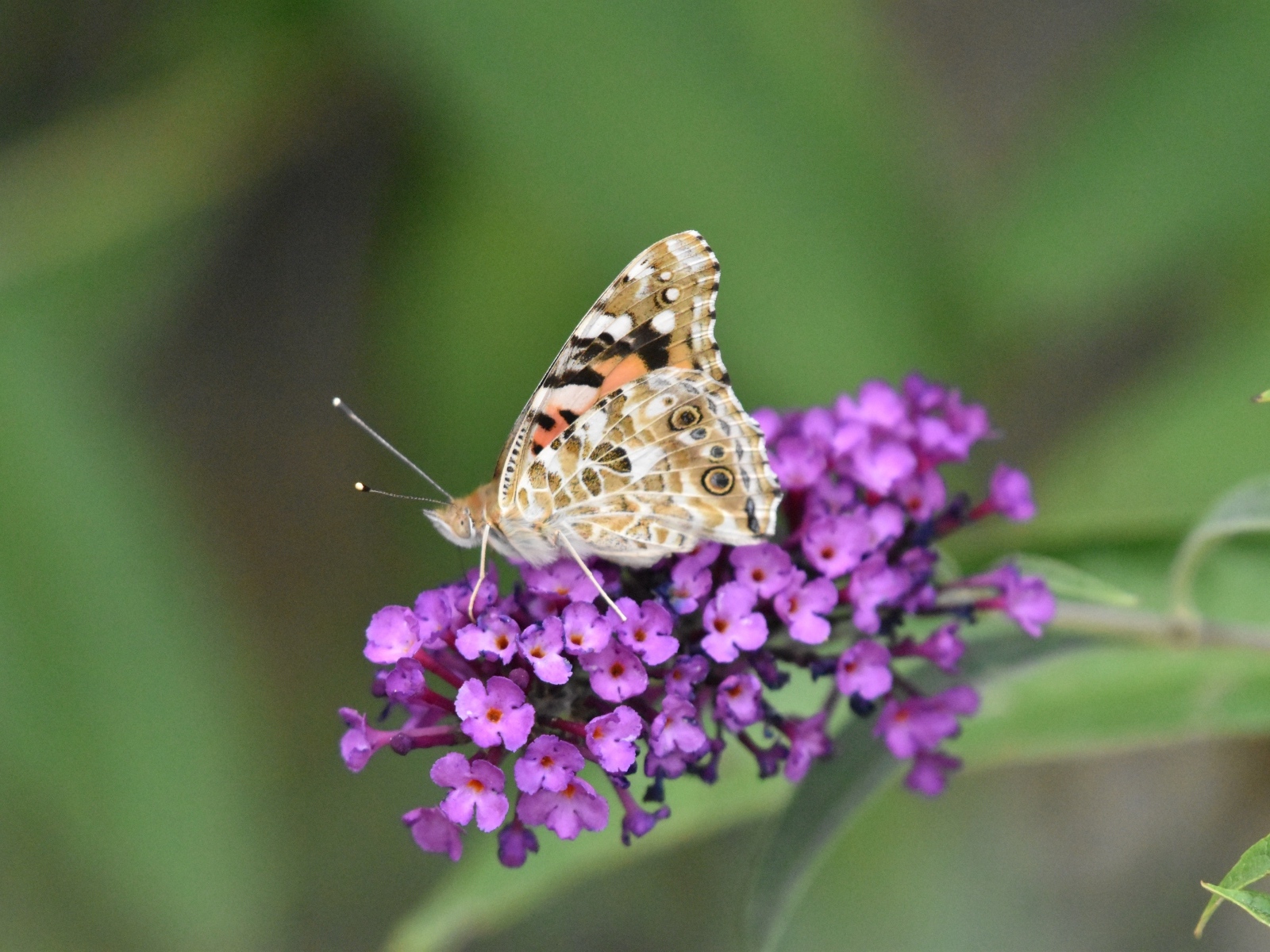 Бабочка сидит на красивом розовом цветке 