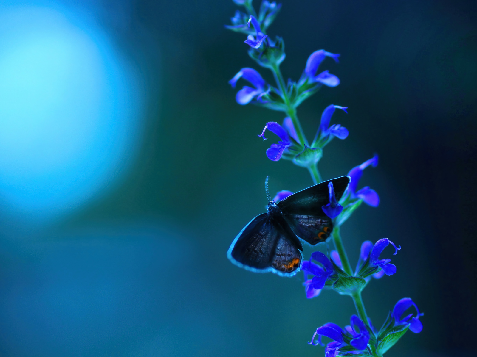 Бабочка сидит на голубом цветке