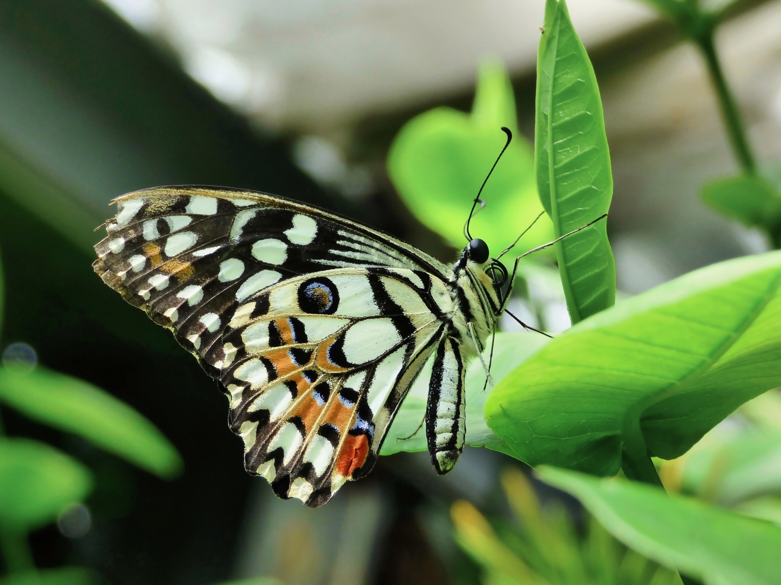 Бабочка махаон сидит на зеленом листке