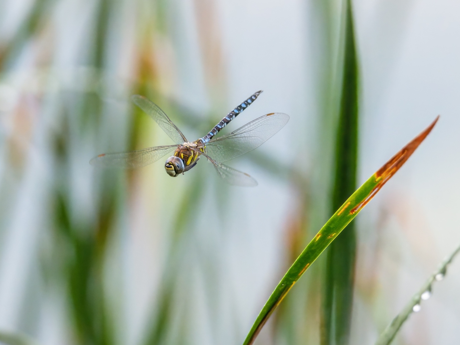 Стрекоза кружит над травой