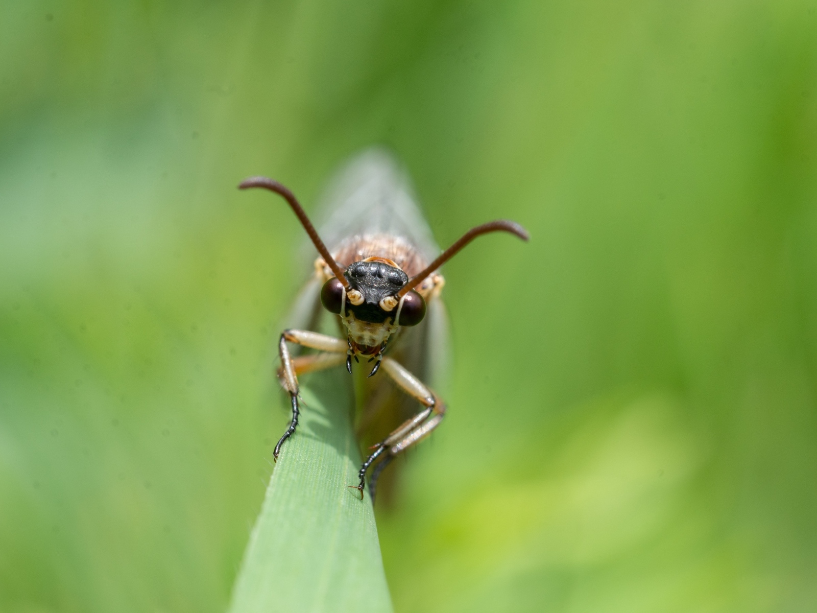 Лицо стрекозы крупным планом
