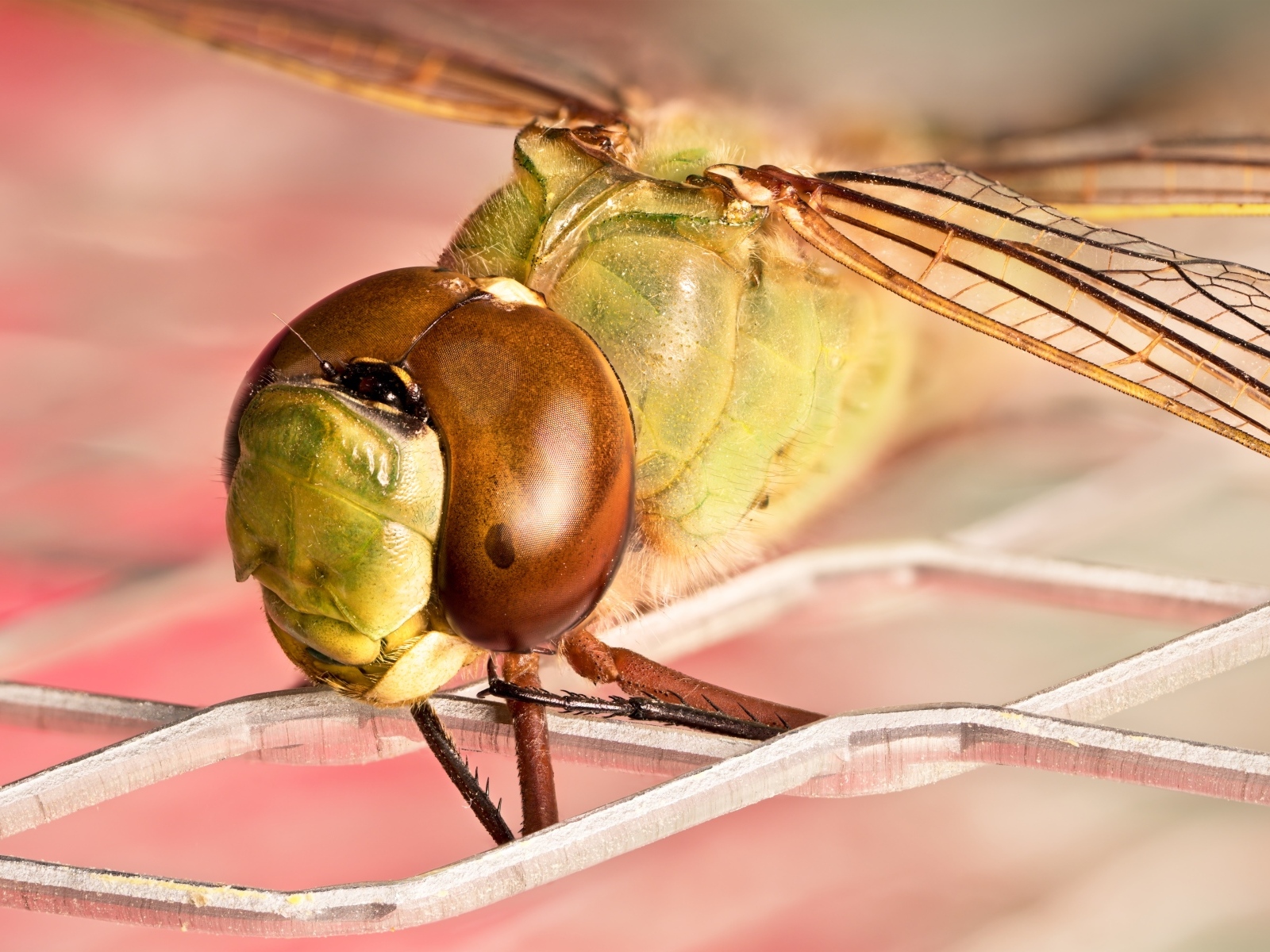 Стрекоза на железной сетке крупным планом