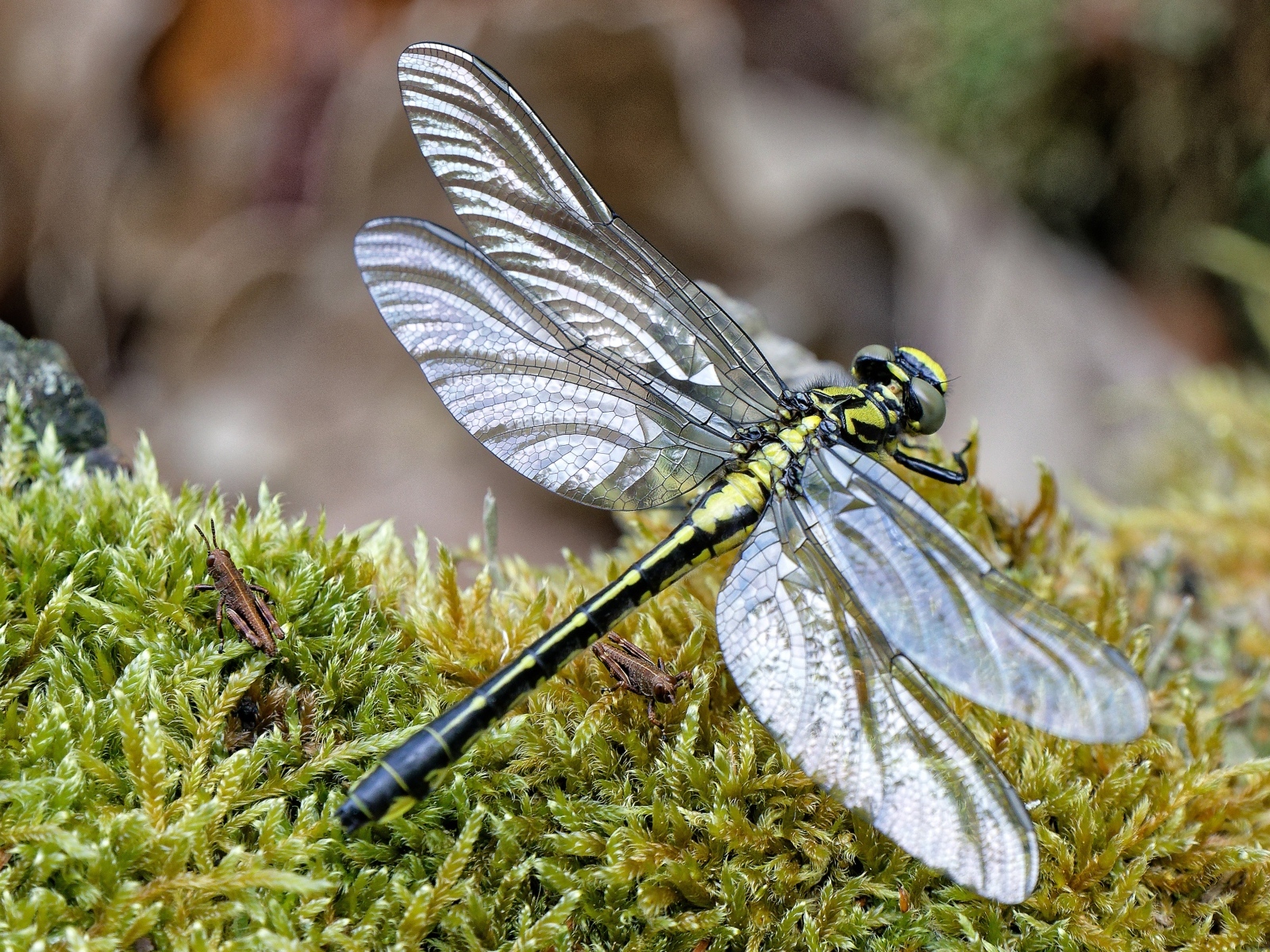 Стрекоза на покрытой мхом земле 