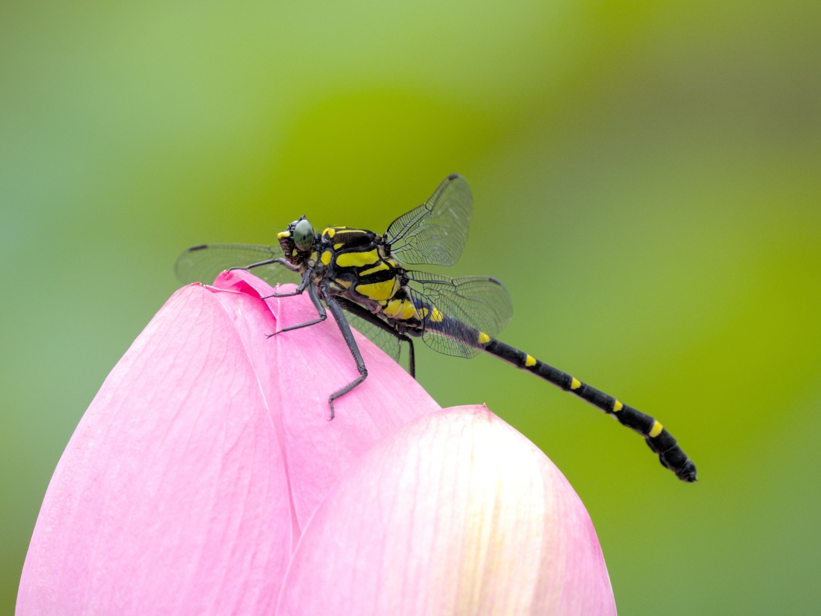 Стрекоза на розовом цветке лотоса