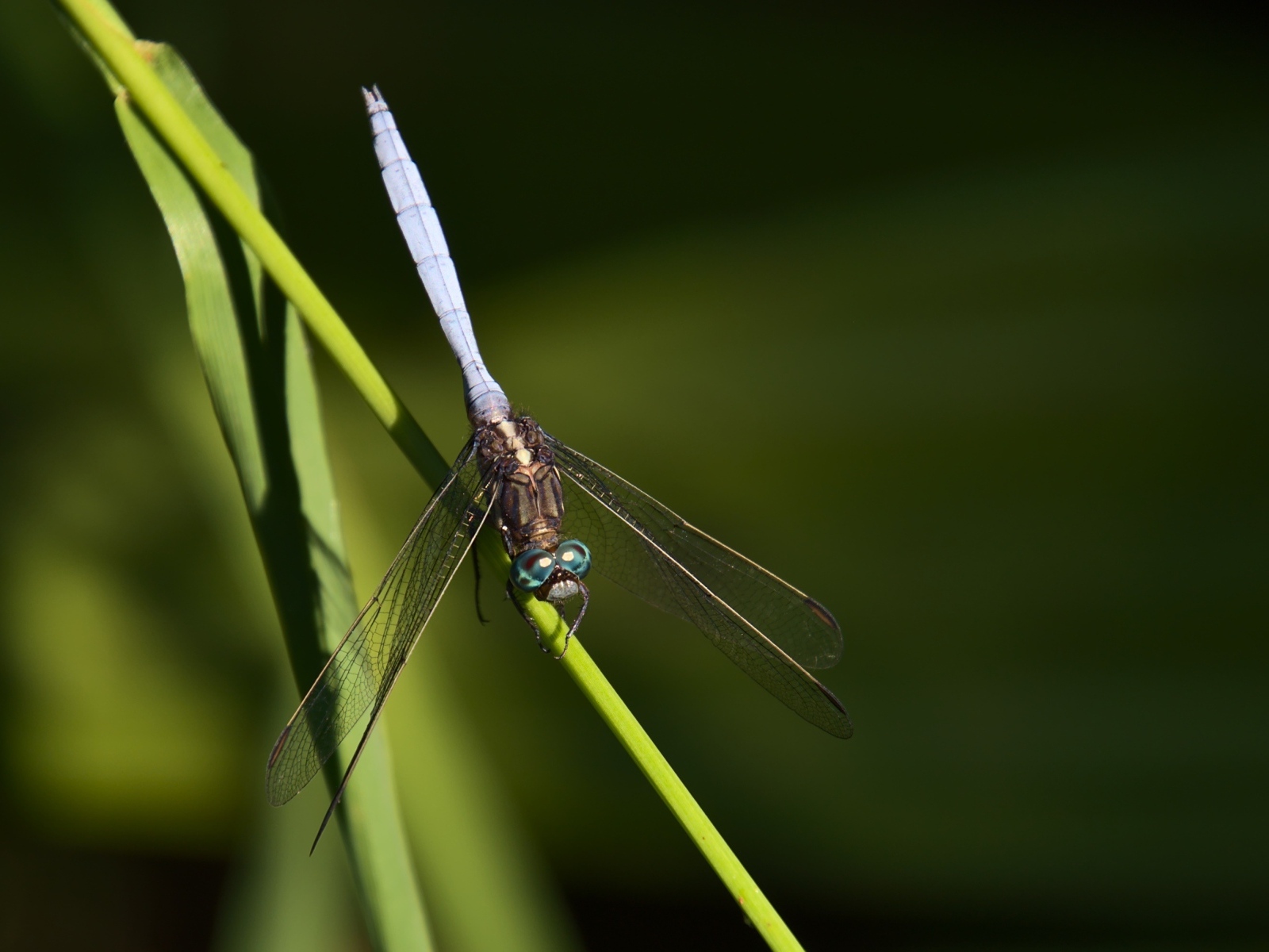 Стрекоза сидит на зеленом листке