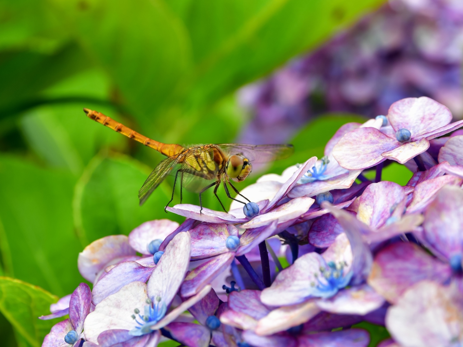 Стрекоза сидит на цветке гортензии