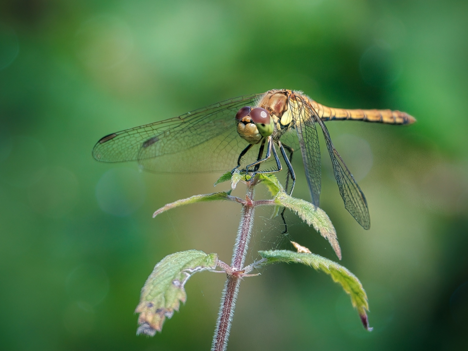 Стрекоза сидит на растении с зелеными листьями 