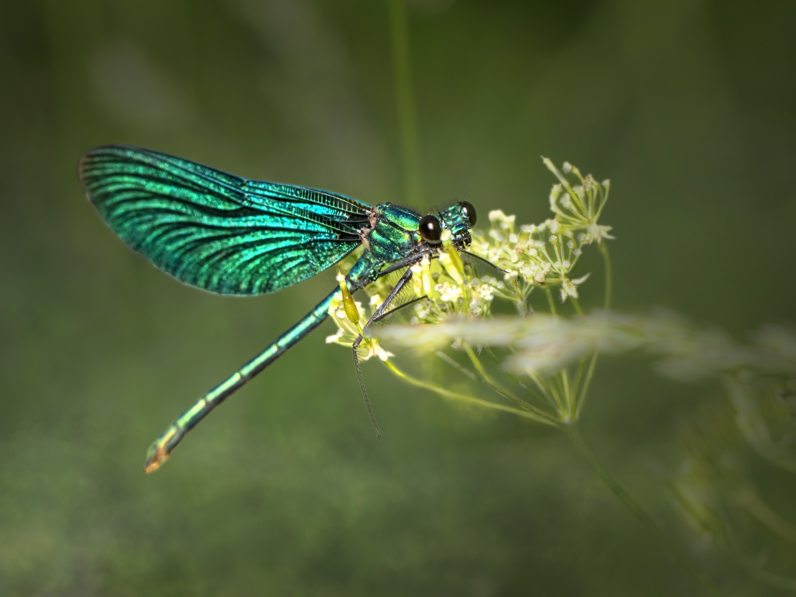 Зеленая стрекоза сидит на цветке