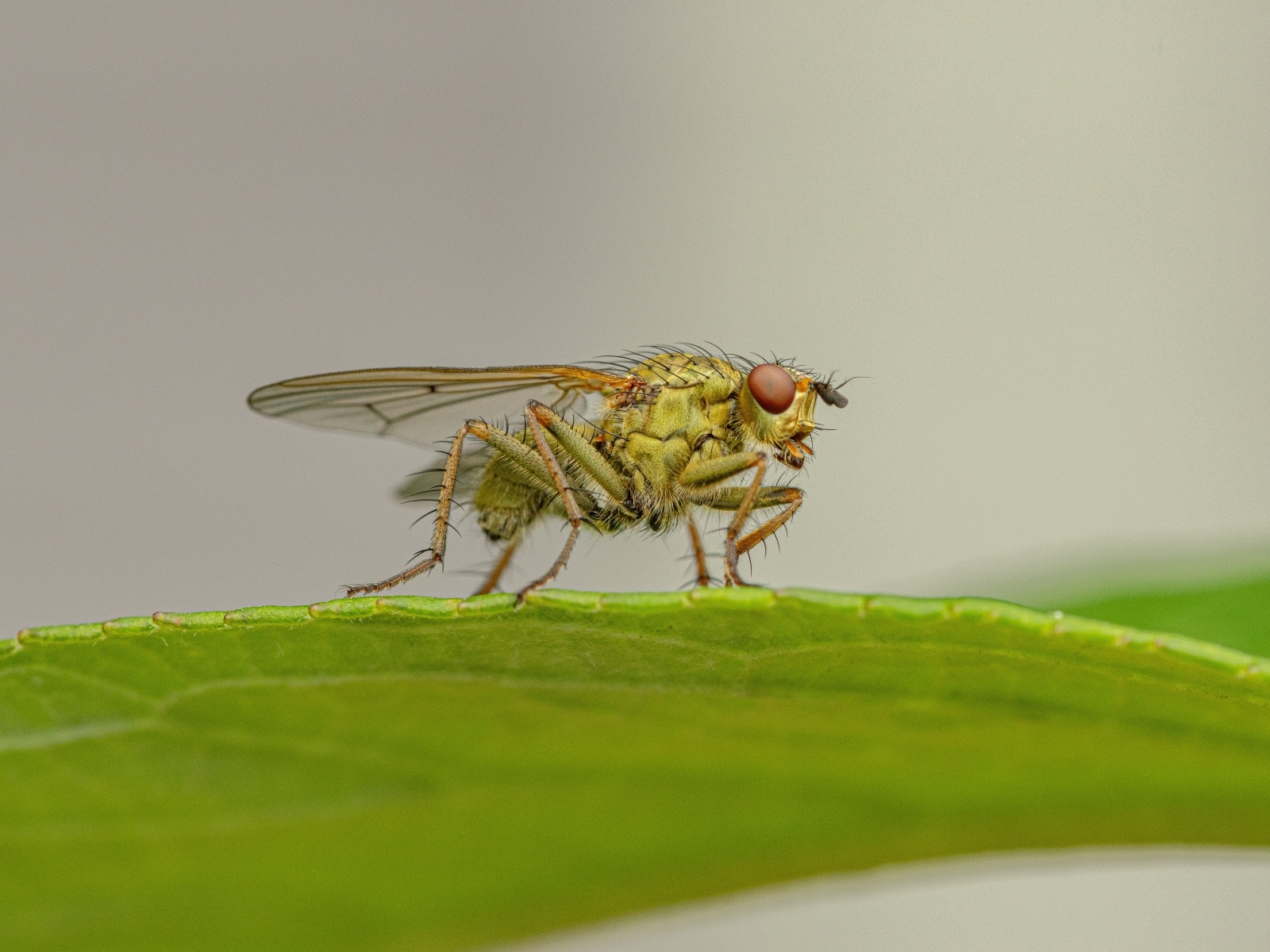Зеленая муха сидит на листке