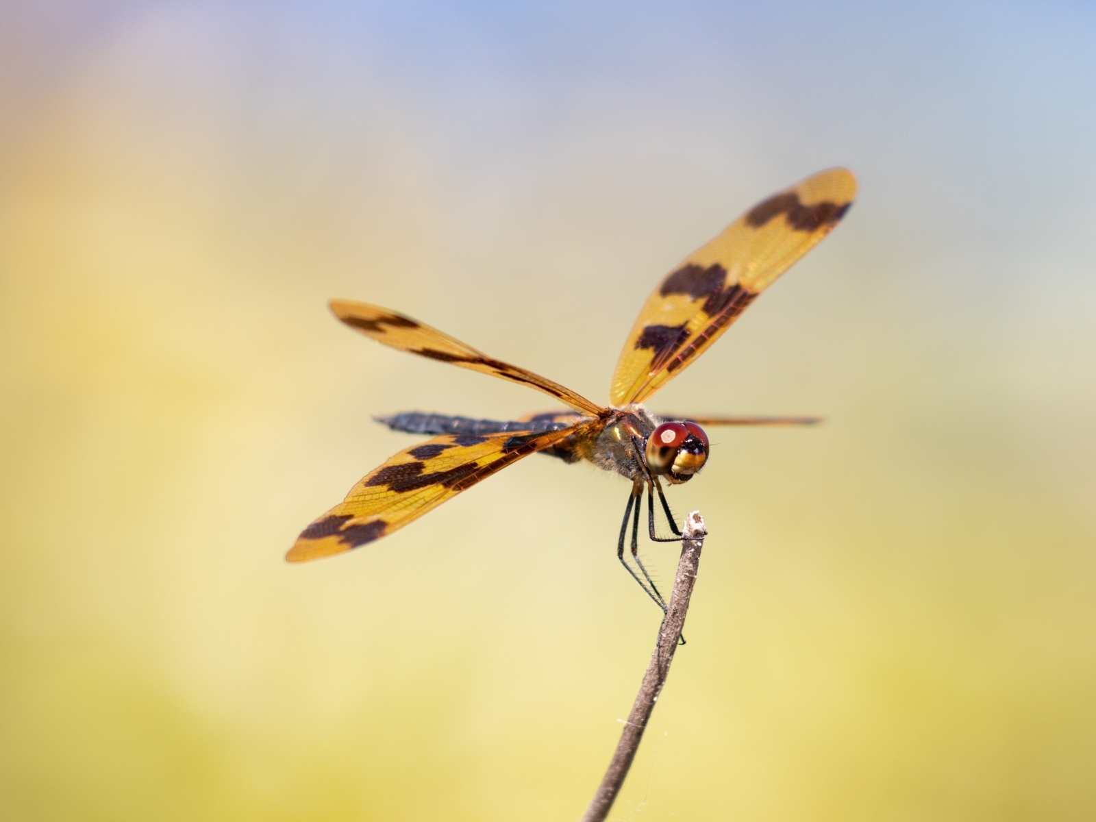 Большая стрекоза сидит на ветке крупным планом