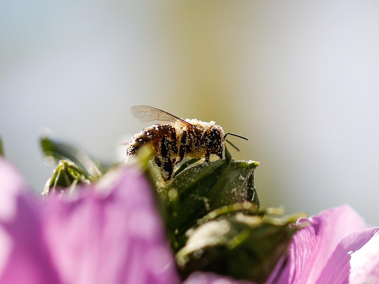 Маленькая пчела  в пыльце на цветке