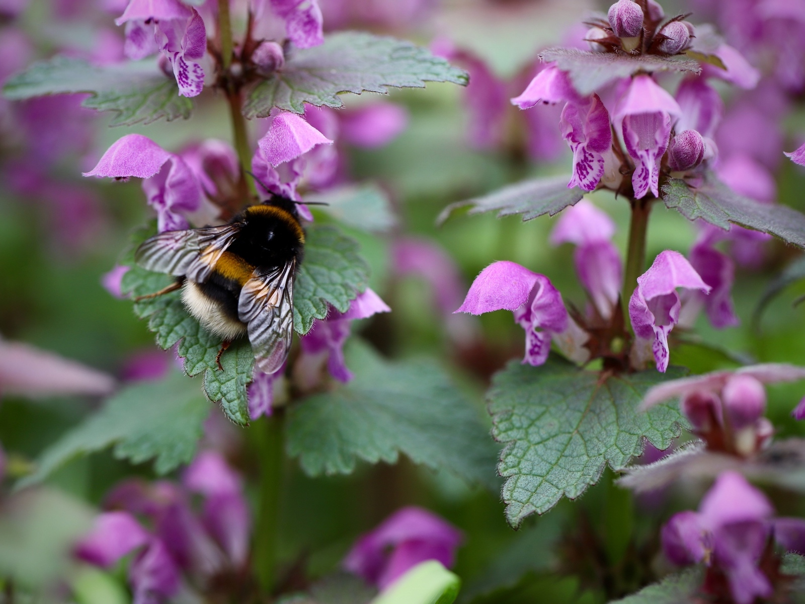 Маленький шмель на розовых цветах крапивы