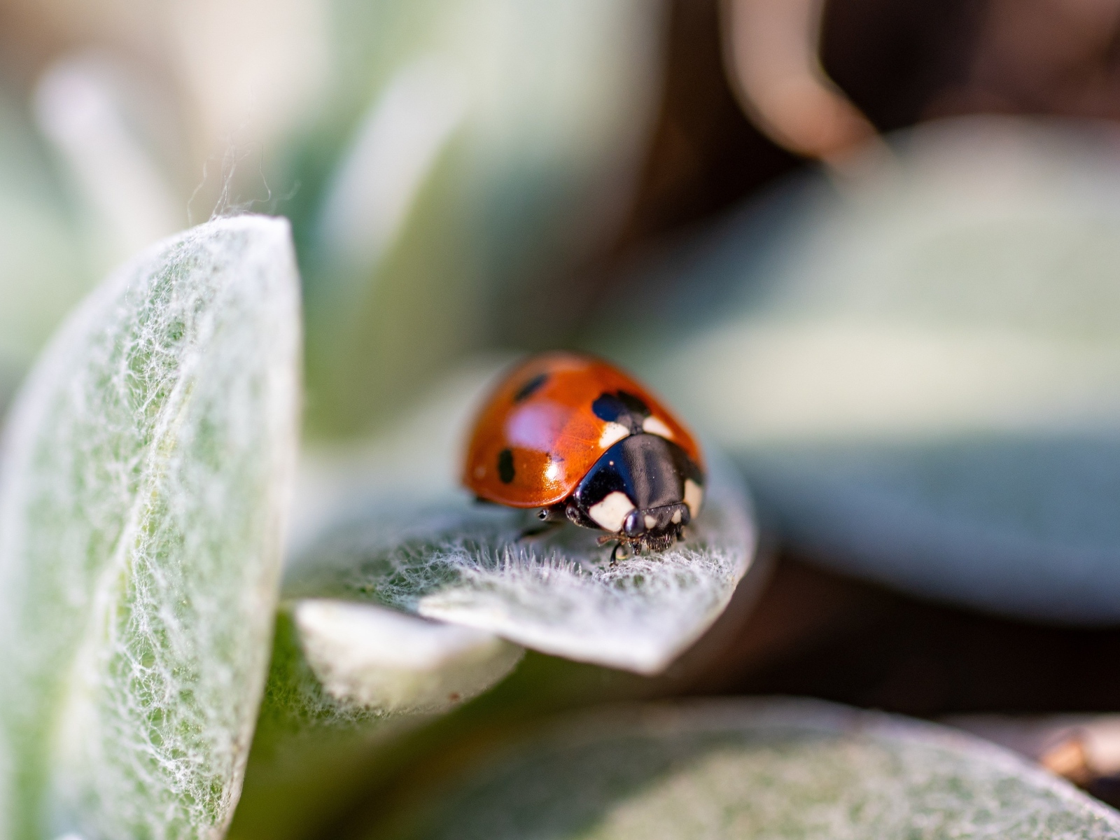 Маленькая красная божья коровка сидит на зеленом листе