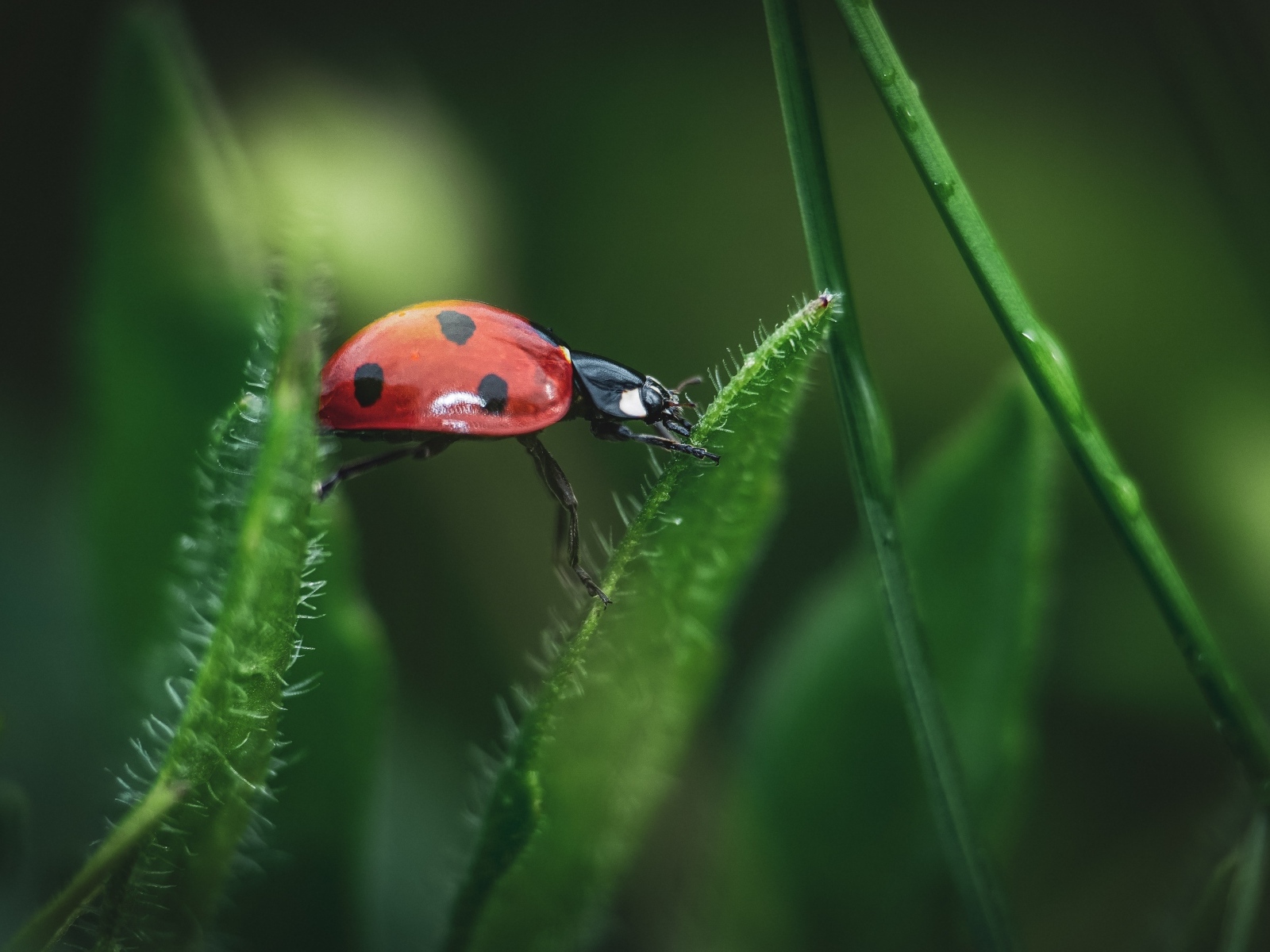 Маленькая красная божья коровка сидит на траве