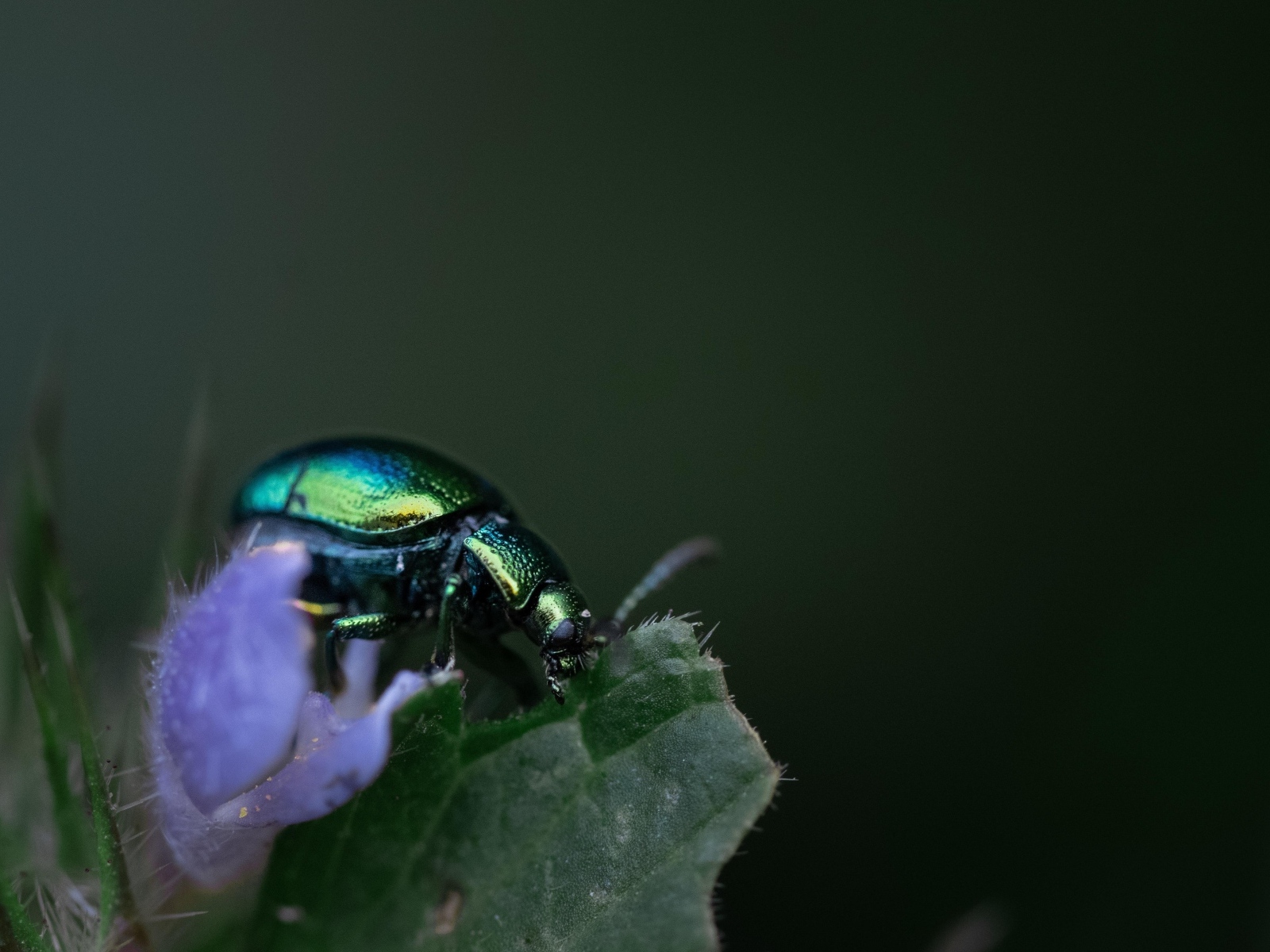 Блестящий зеленый жук сидит на листе