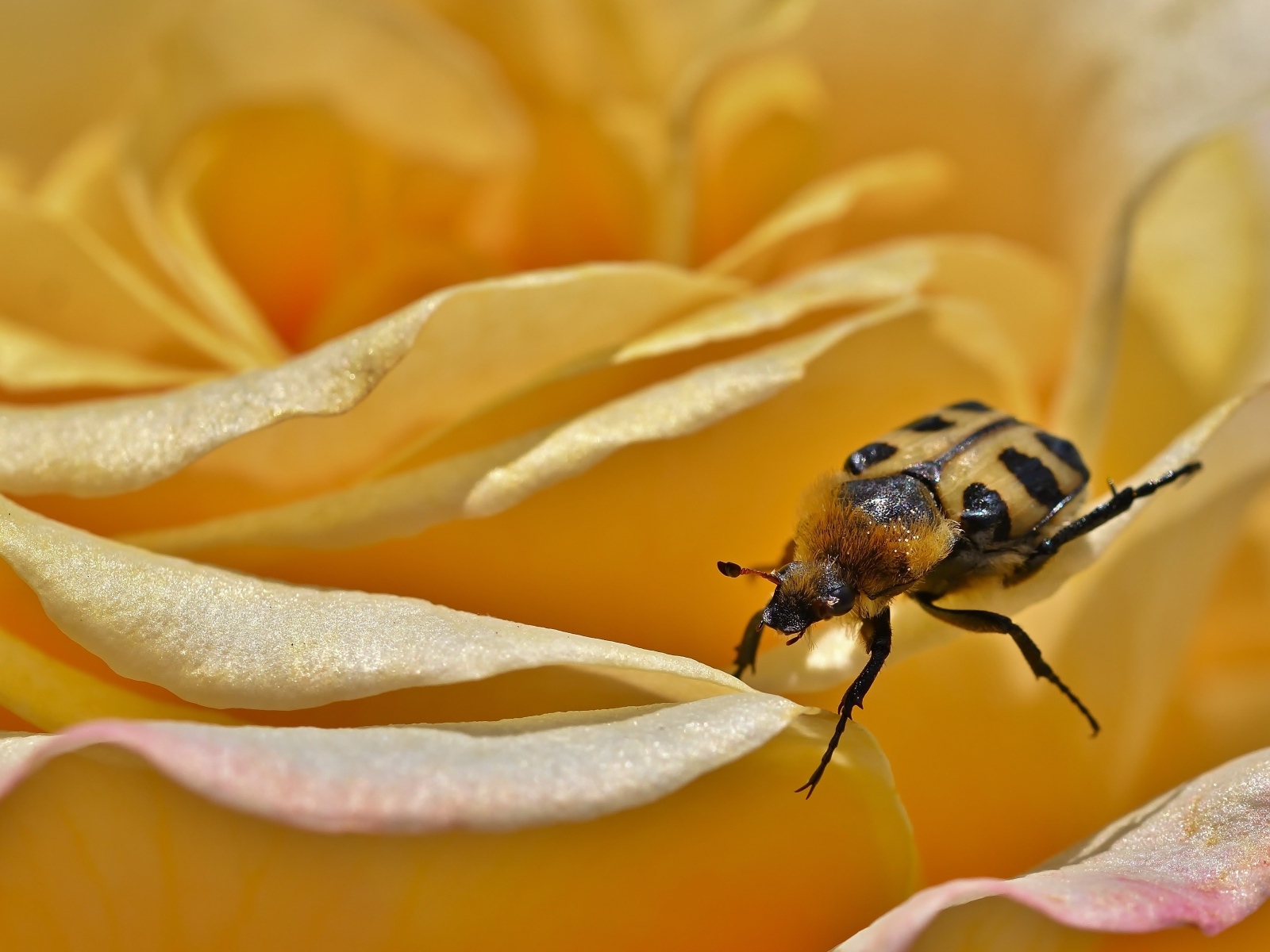 Маленький жук на цветке розы